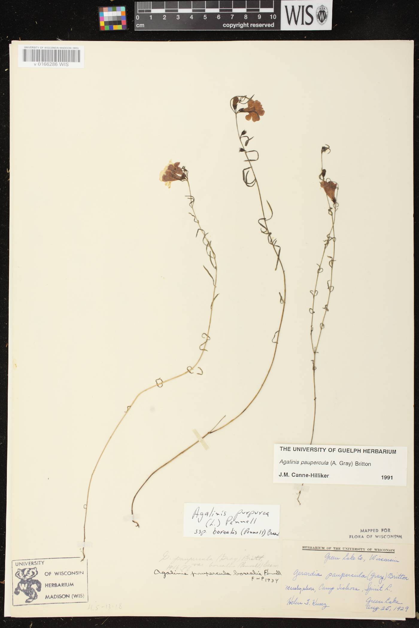 Agalinis paupercula image