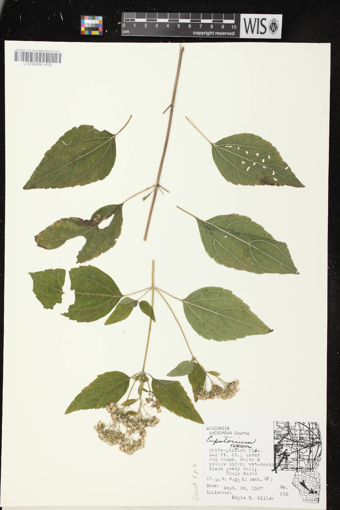Ageratina altissima subsp. altissima image