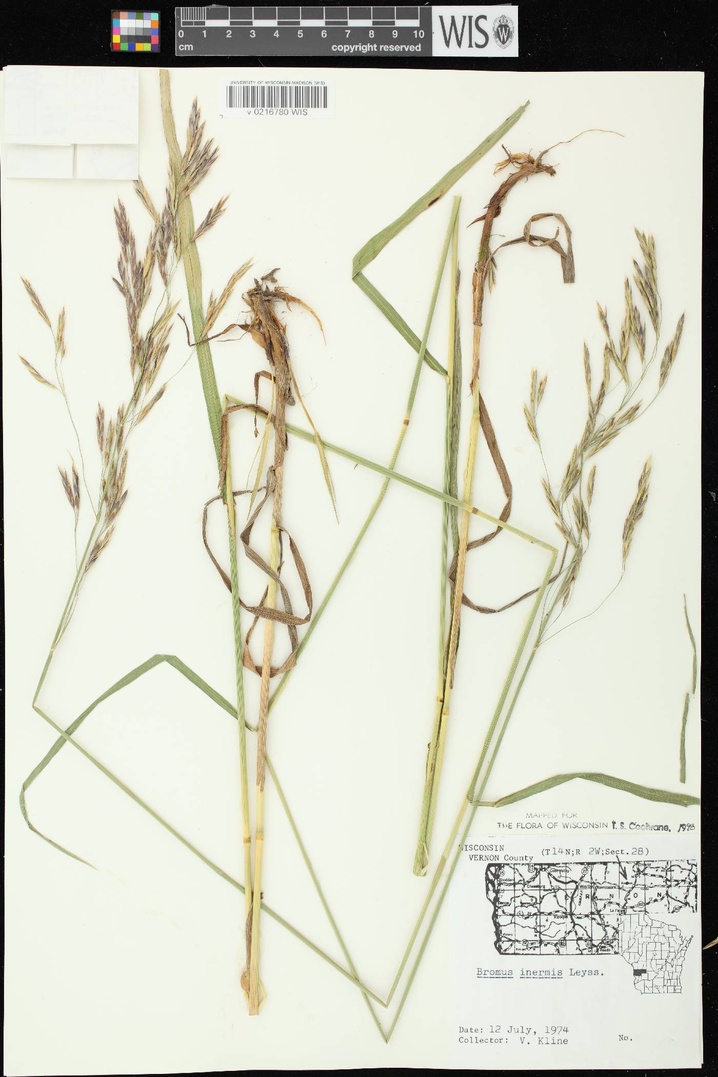Bromus inermis image