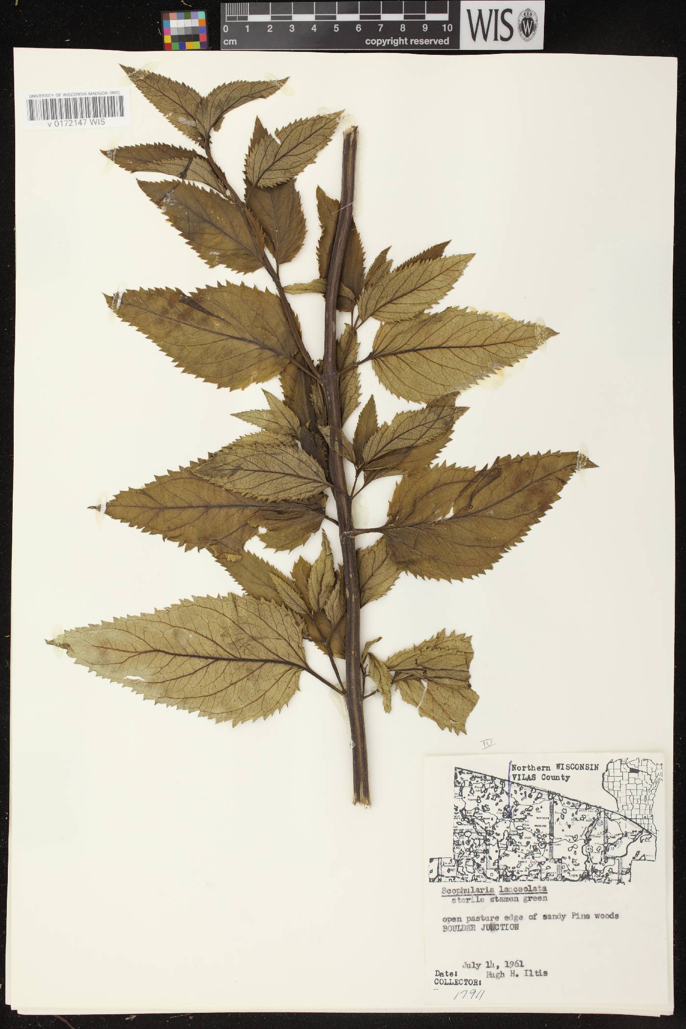 Scrophularia lanceolata image