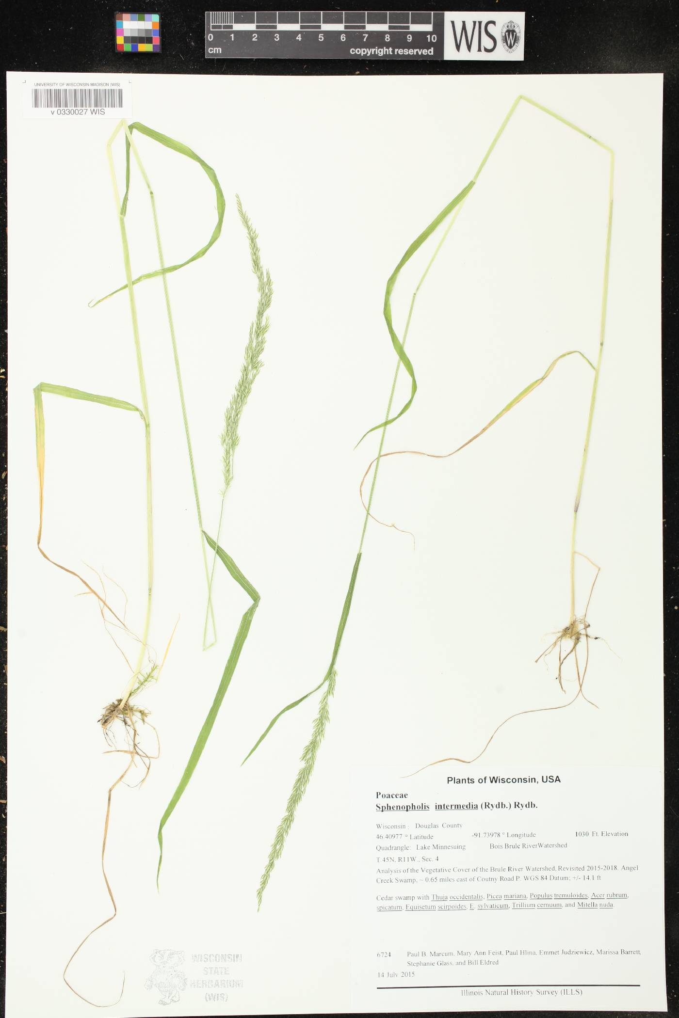 Sphenopholis intermedia image
