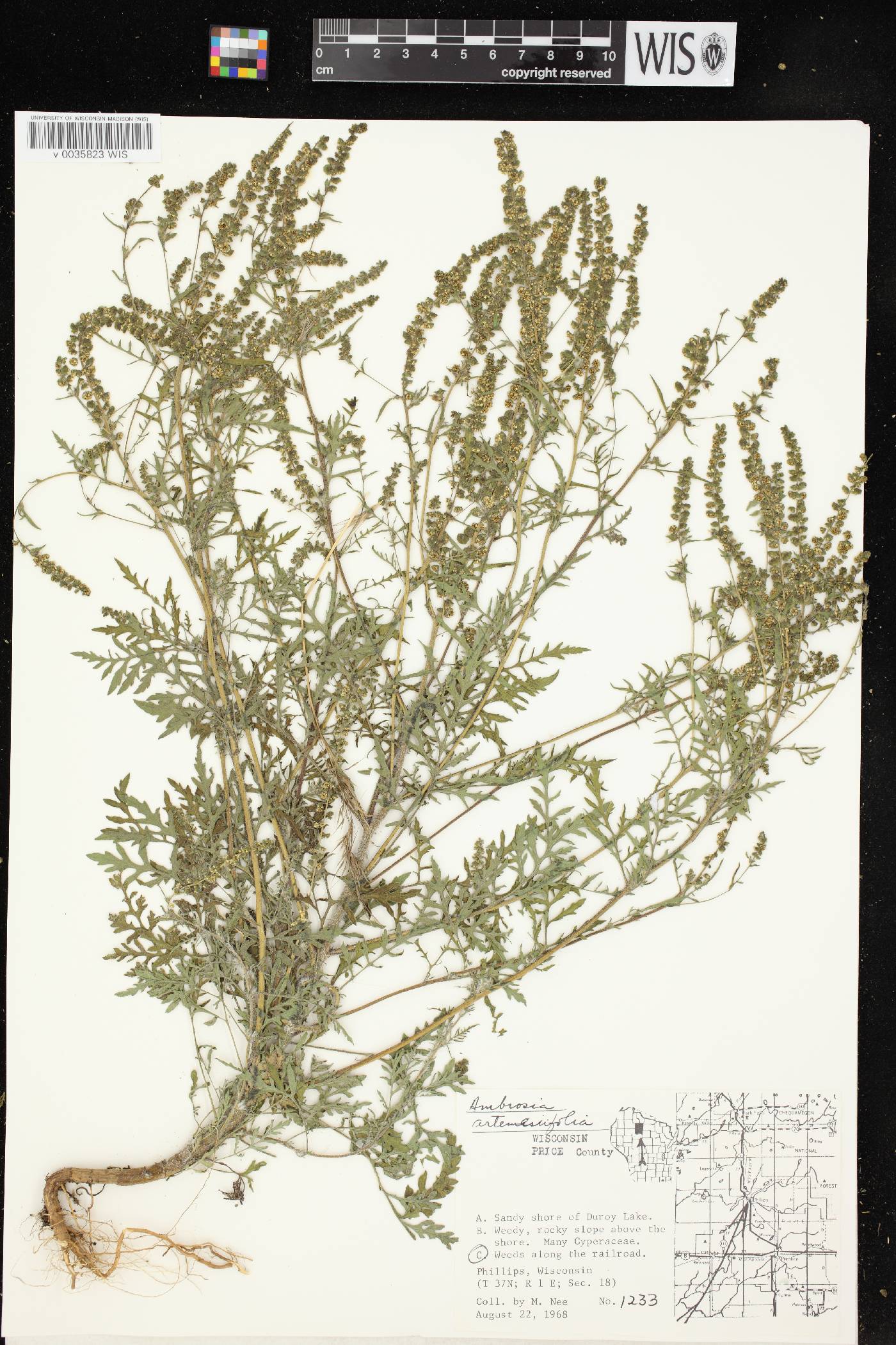 Ambrosia artemisiifolia image