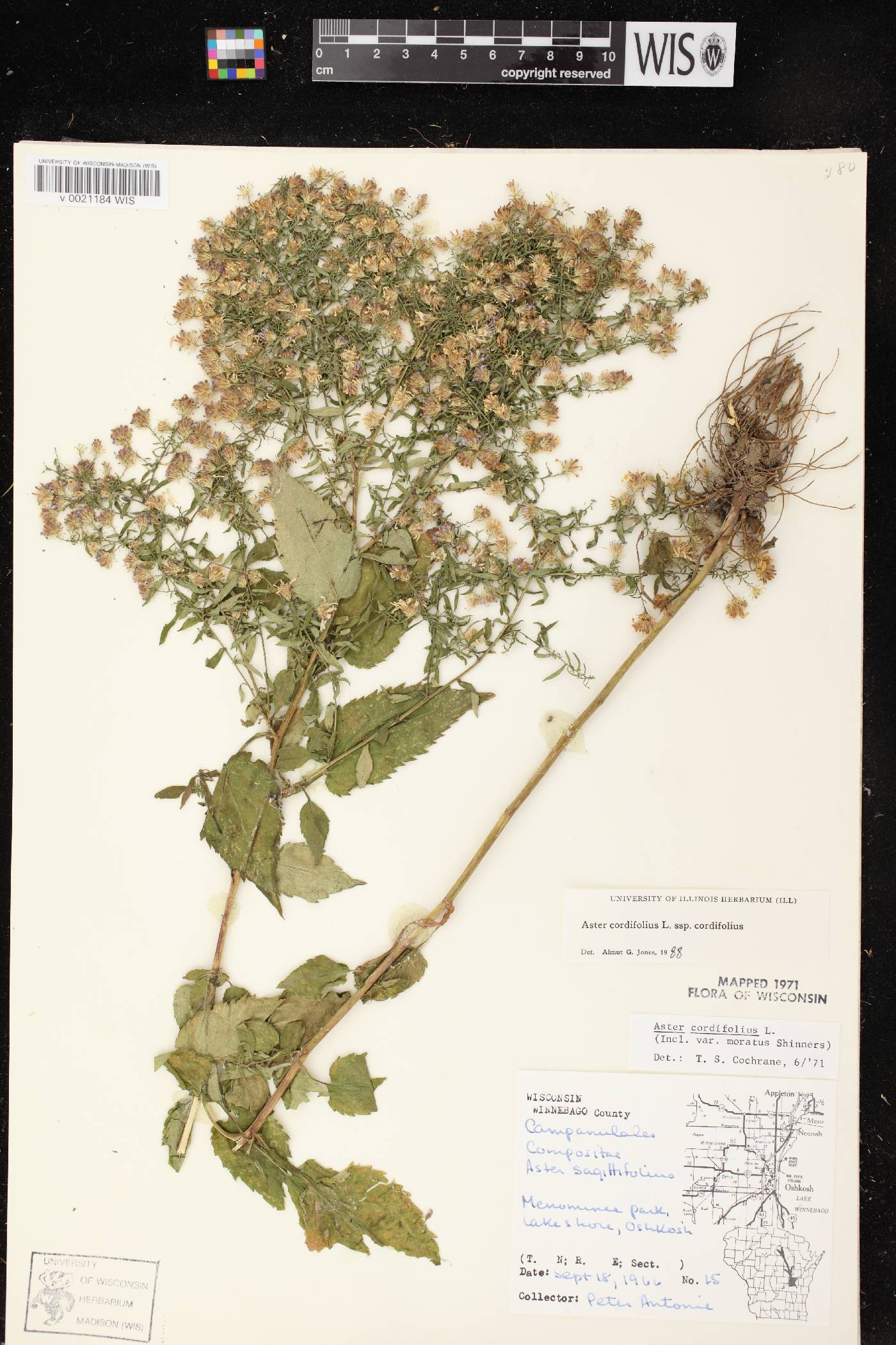 Symphyotrichum cordifolium image