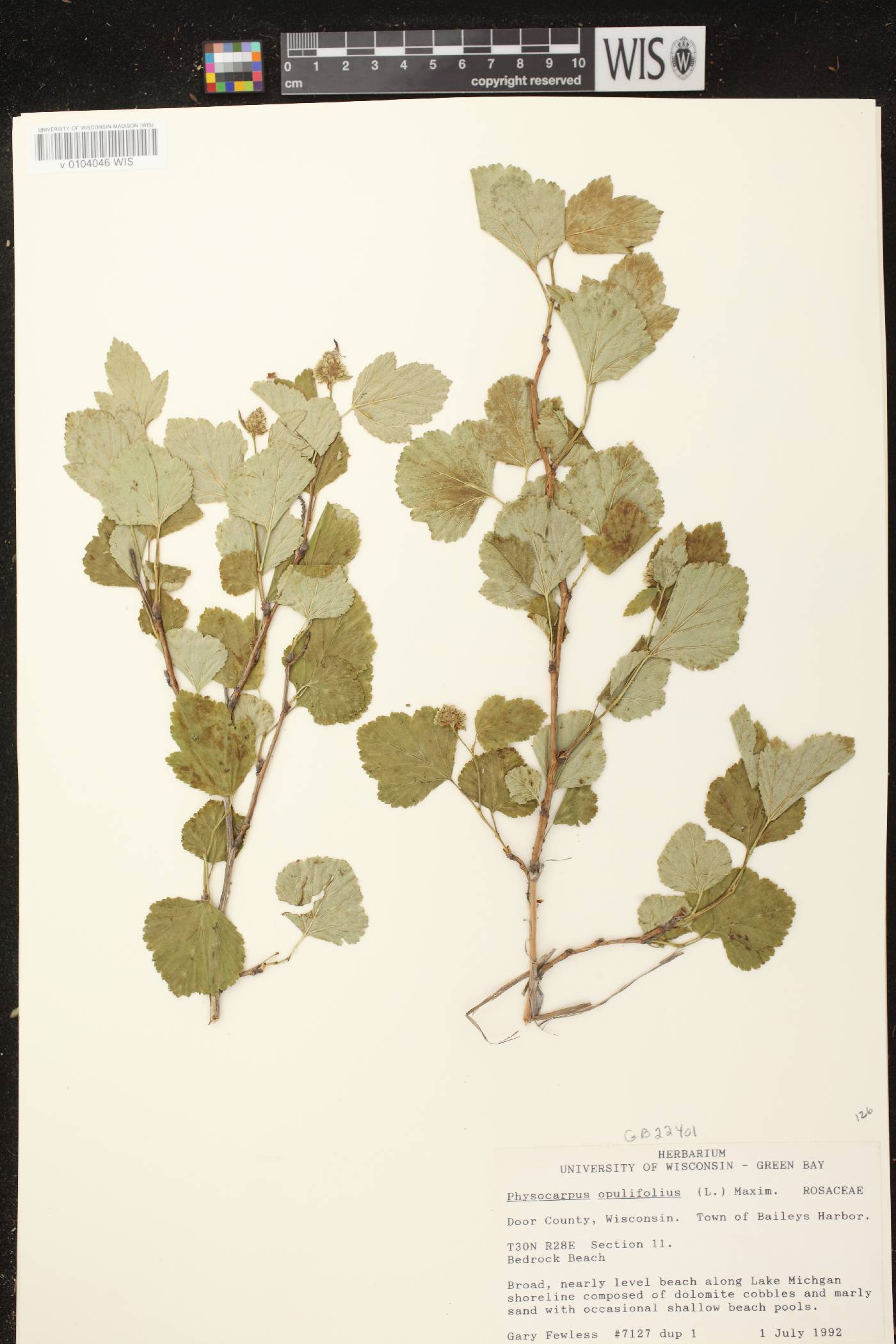 Physocarpus opulifolius image