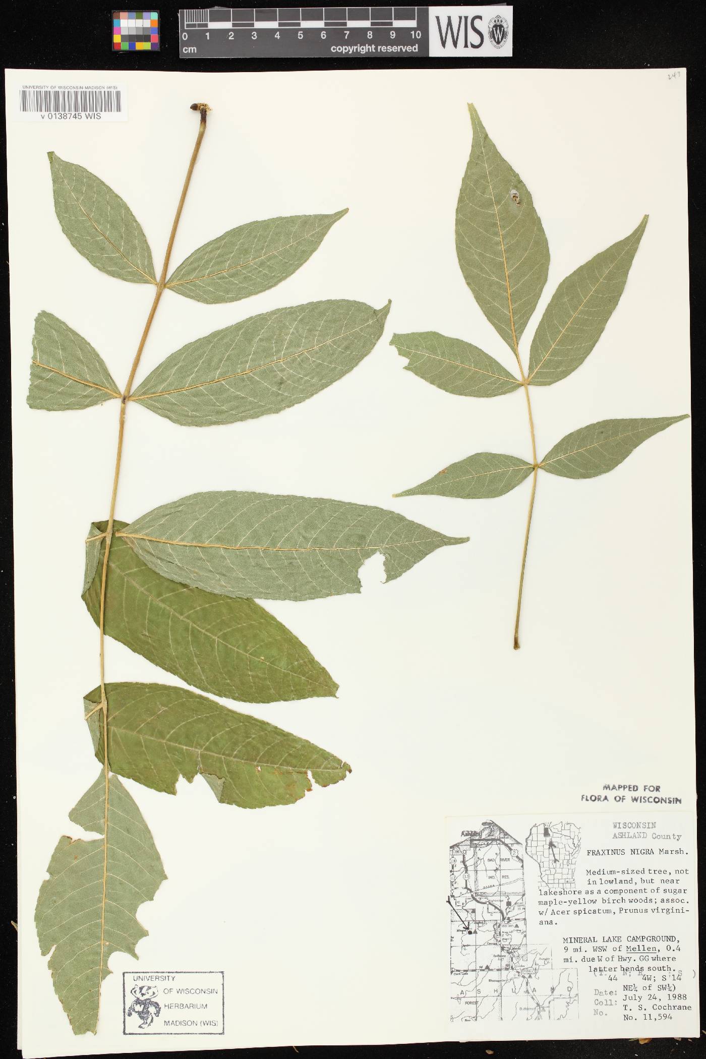 Fraxinus nigra image