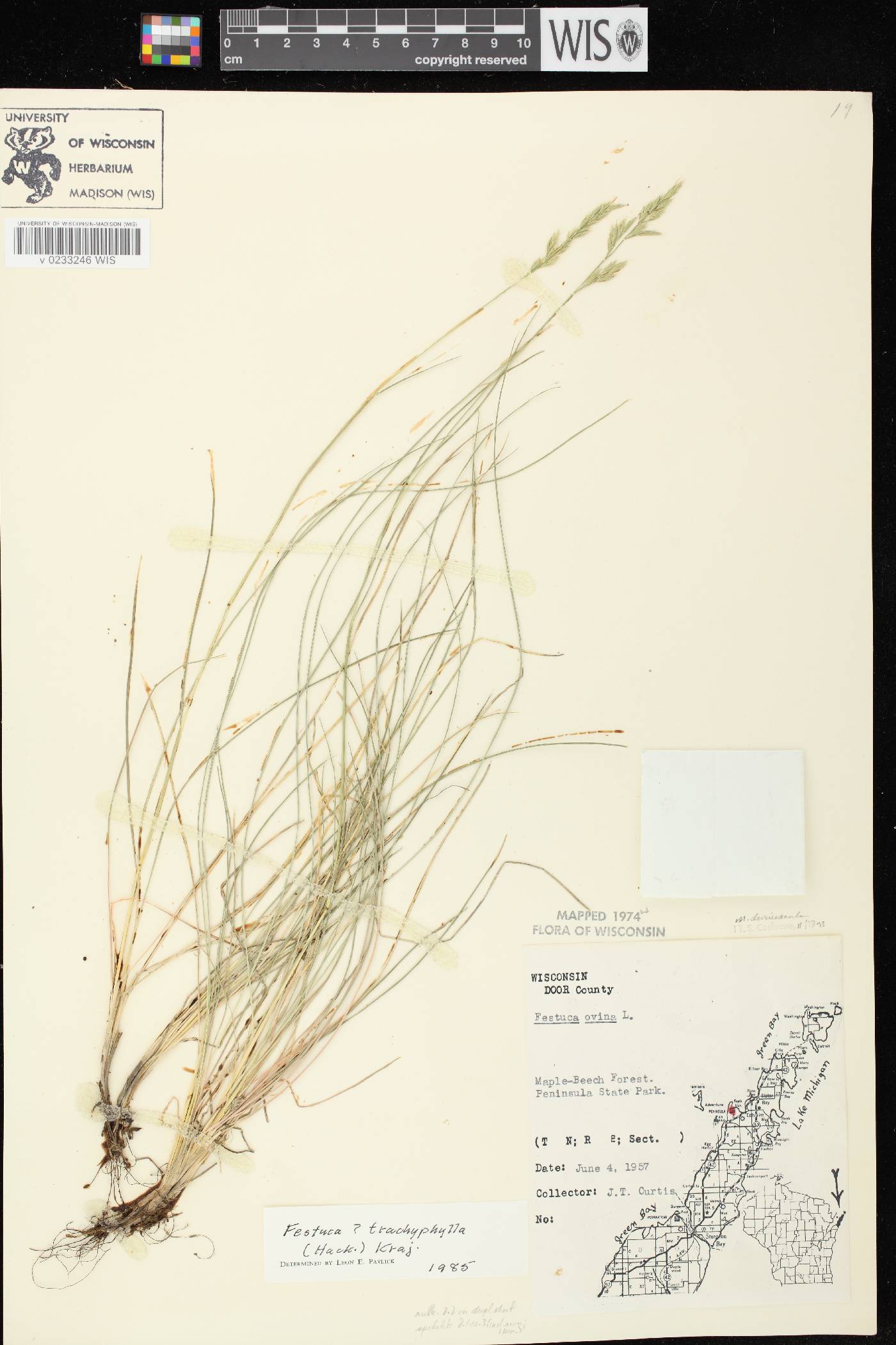 Festuca trachyphylla image