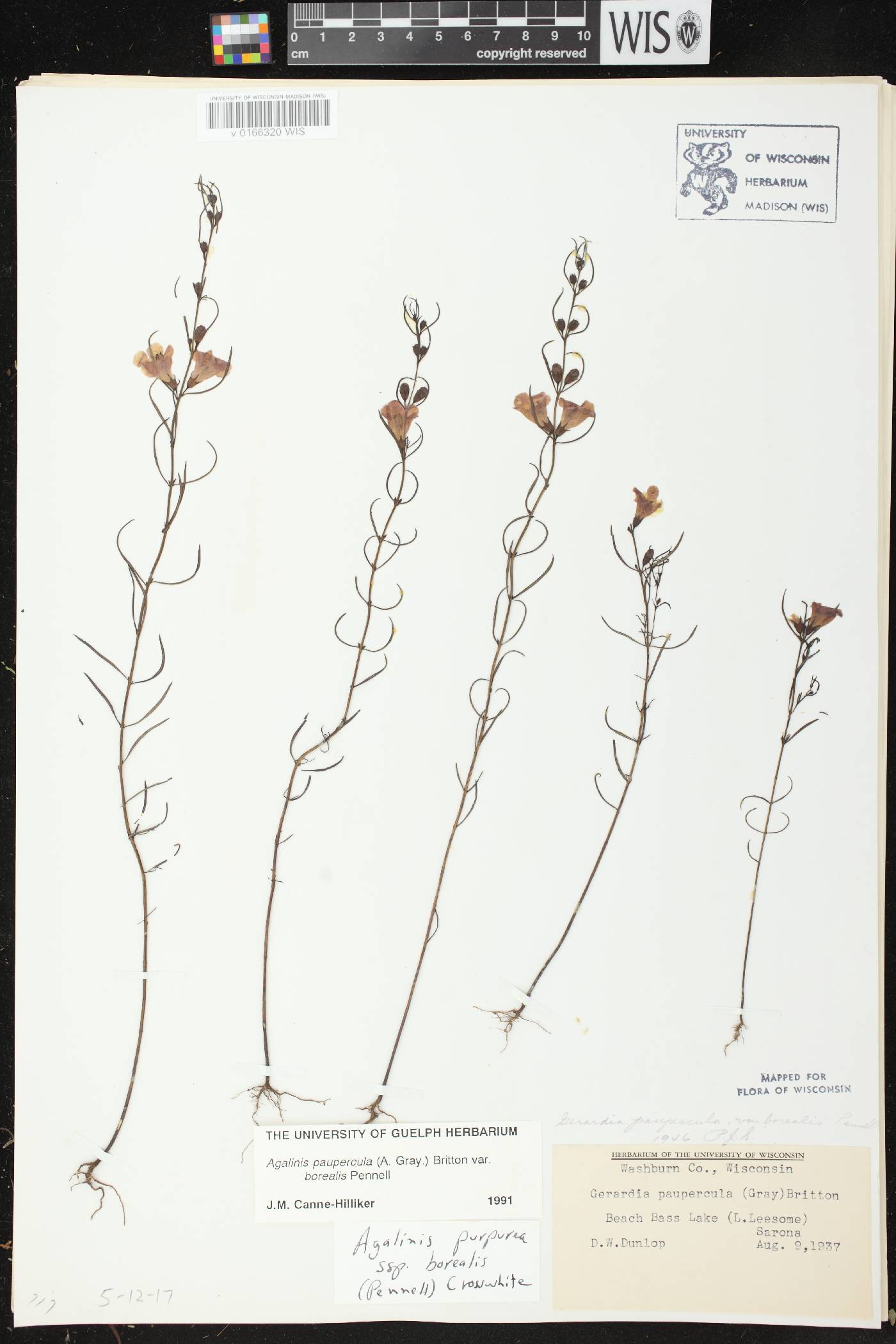 Agalinis paupercula var. borealis image
