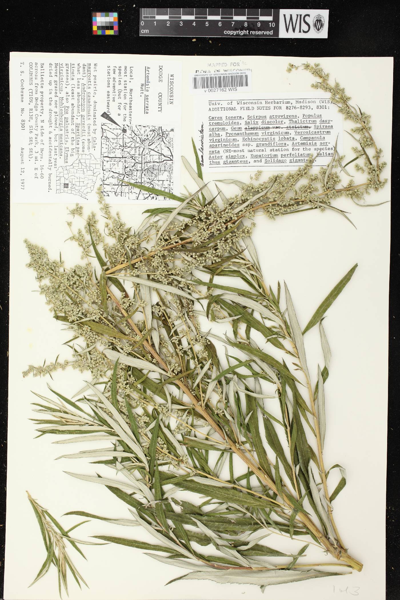 Artemisia serrata image
