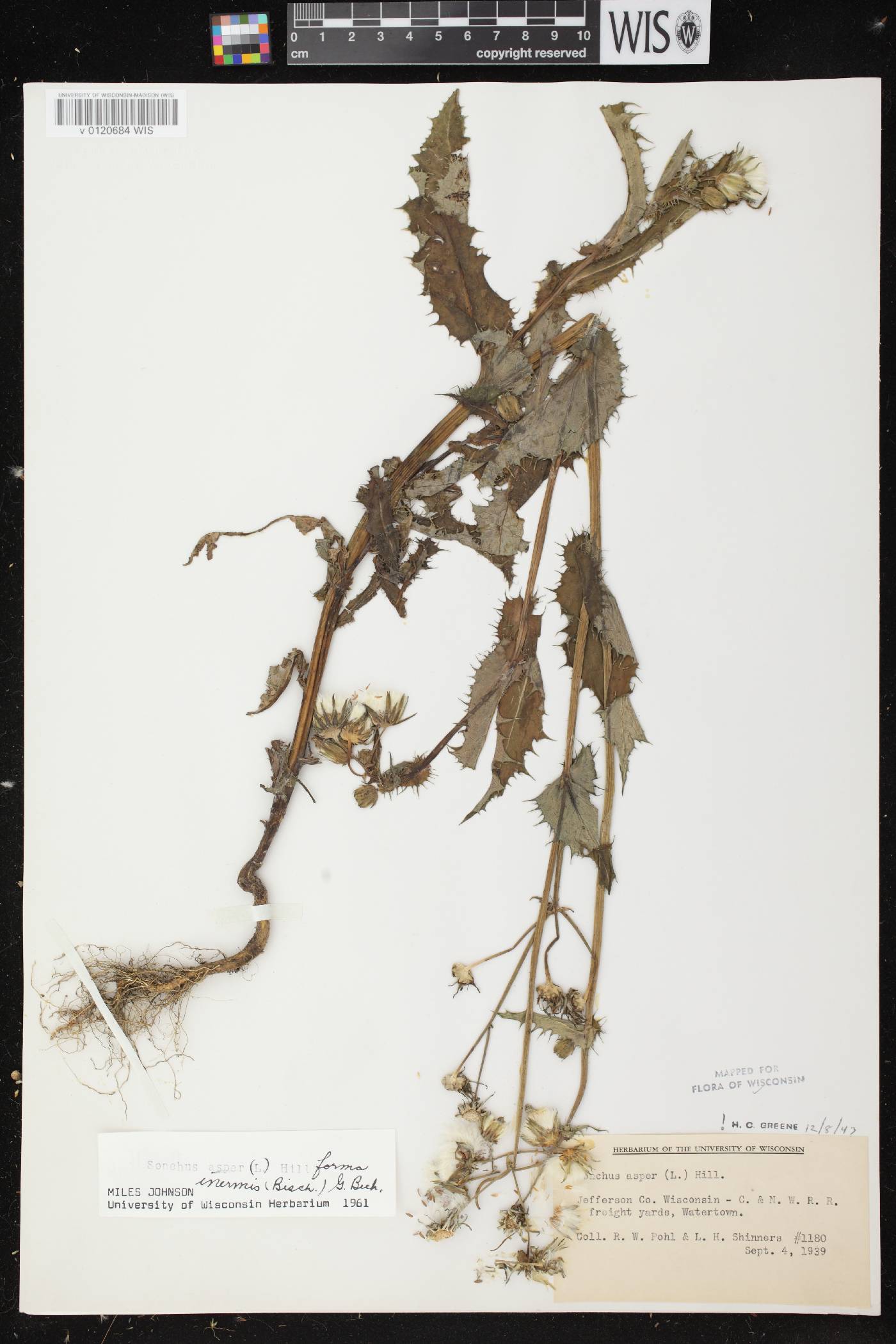 Sonchus asper image