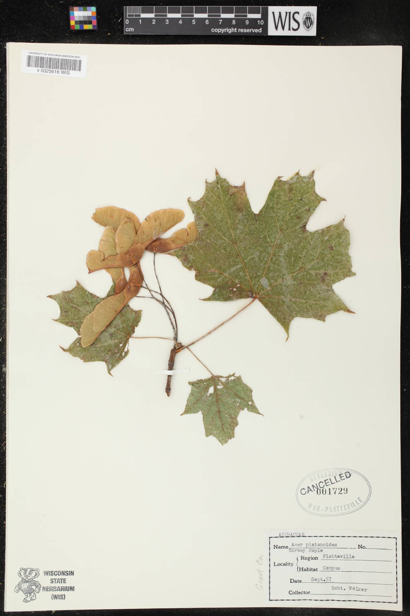 Acer platanoides image