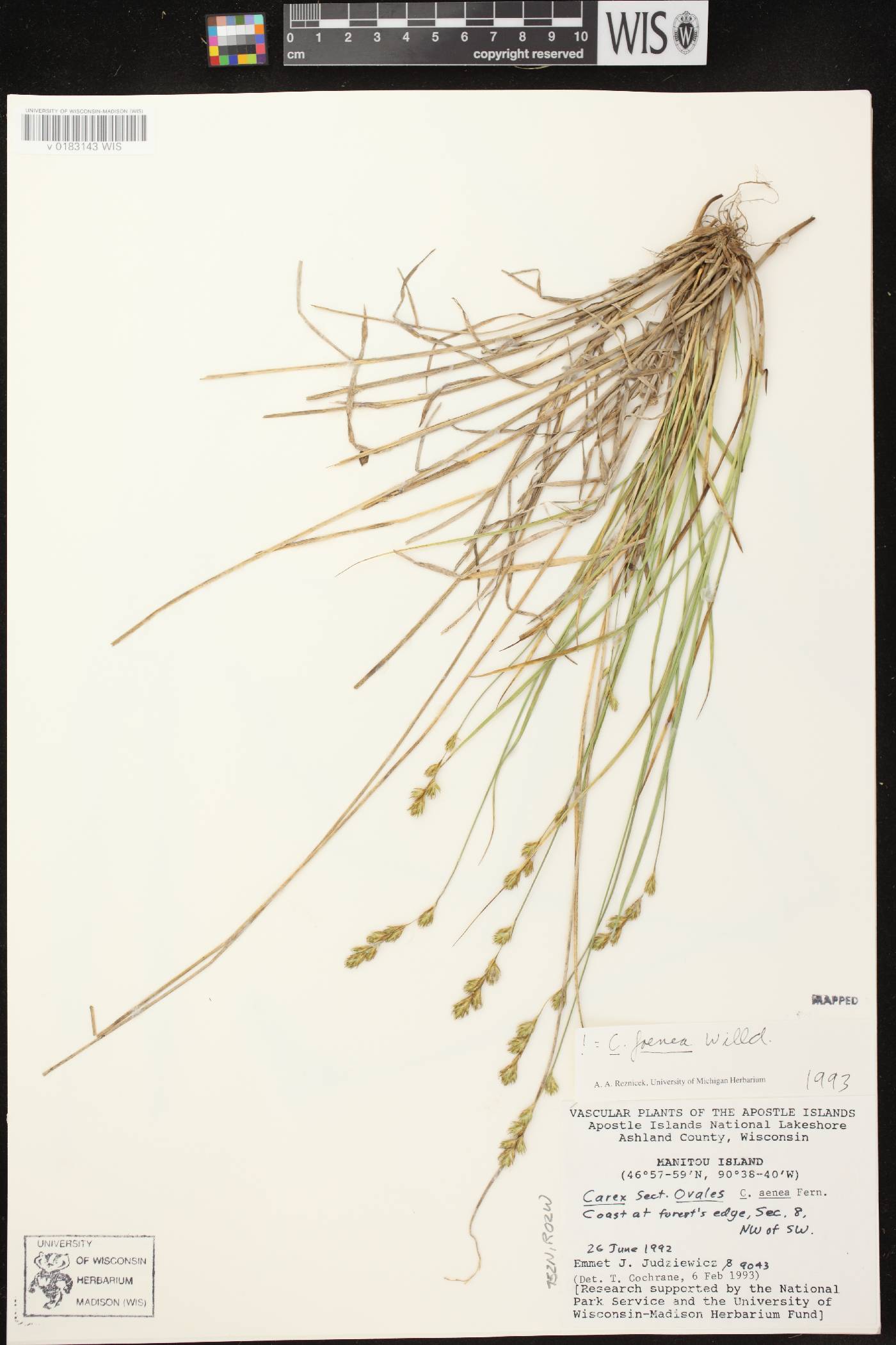 Carex foenea image