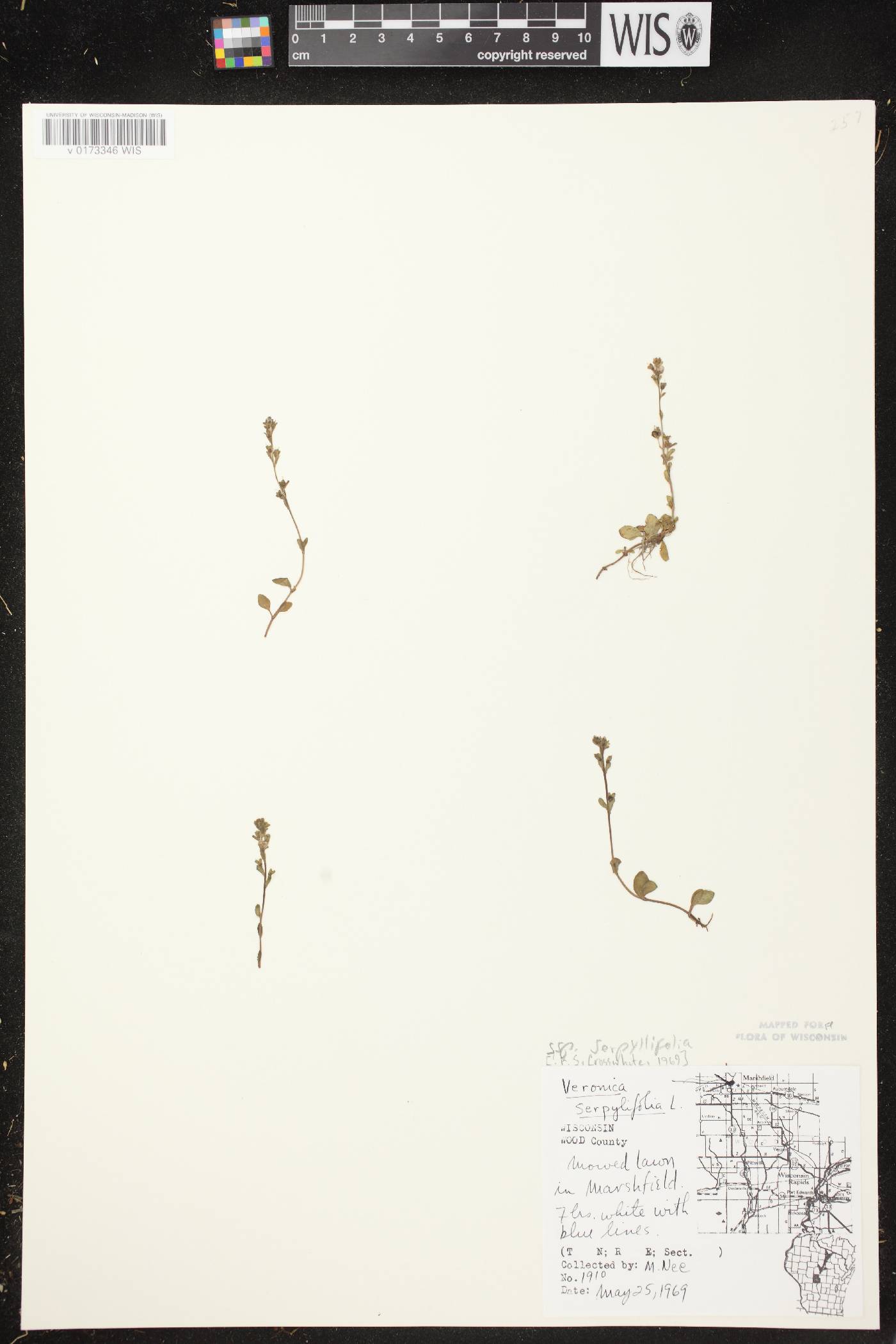 Veronica serpyllifolia subsp. serpyllifolia image