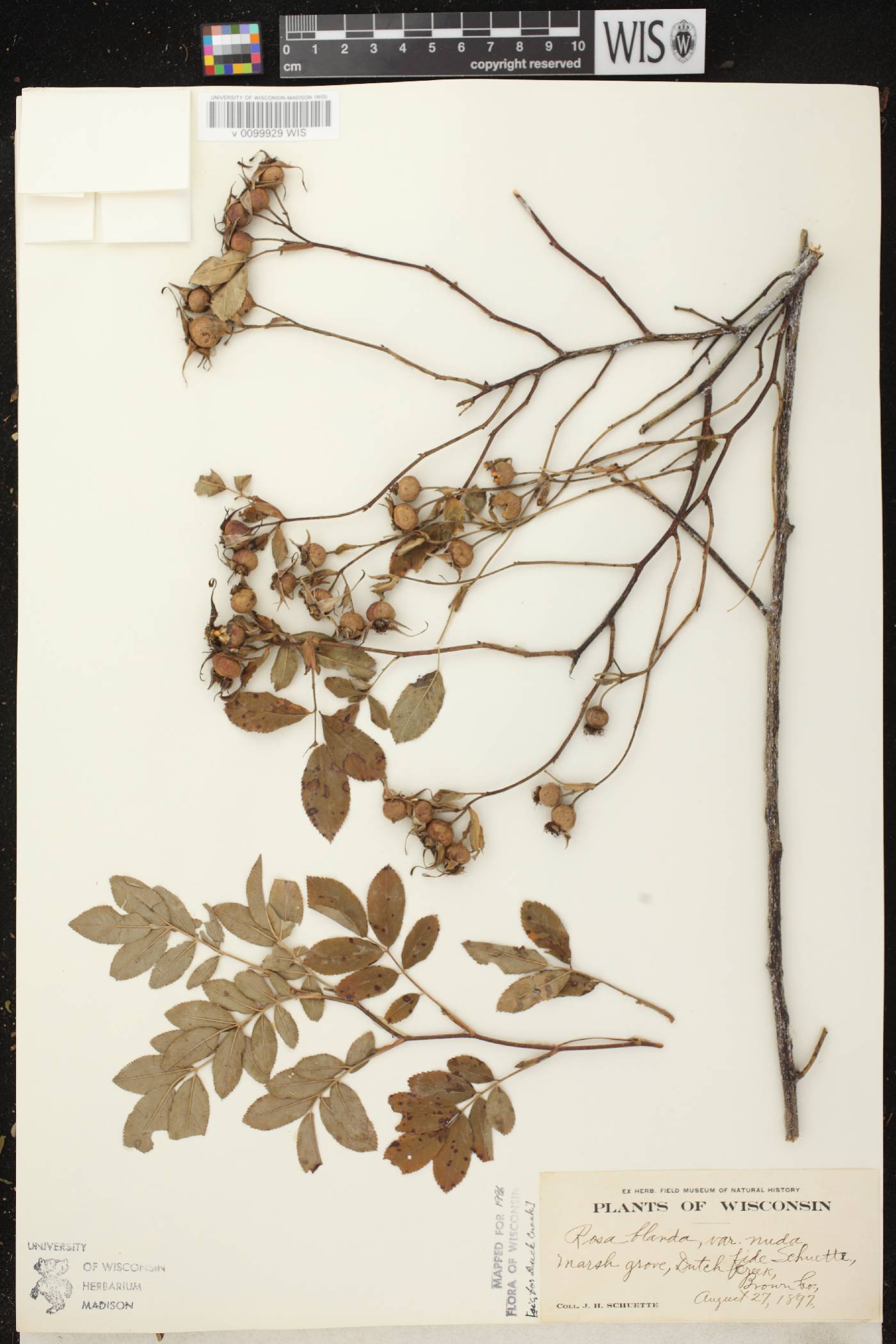 Rosa blanda image