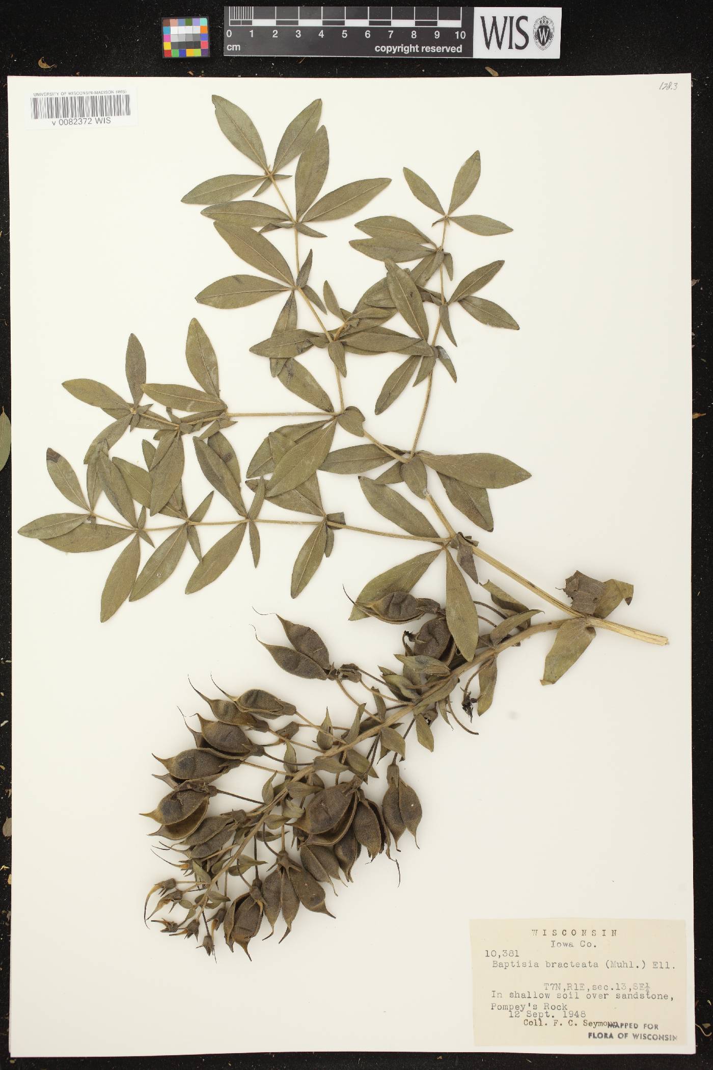 Baptisia leucophaea image