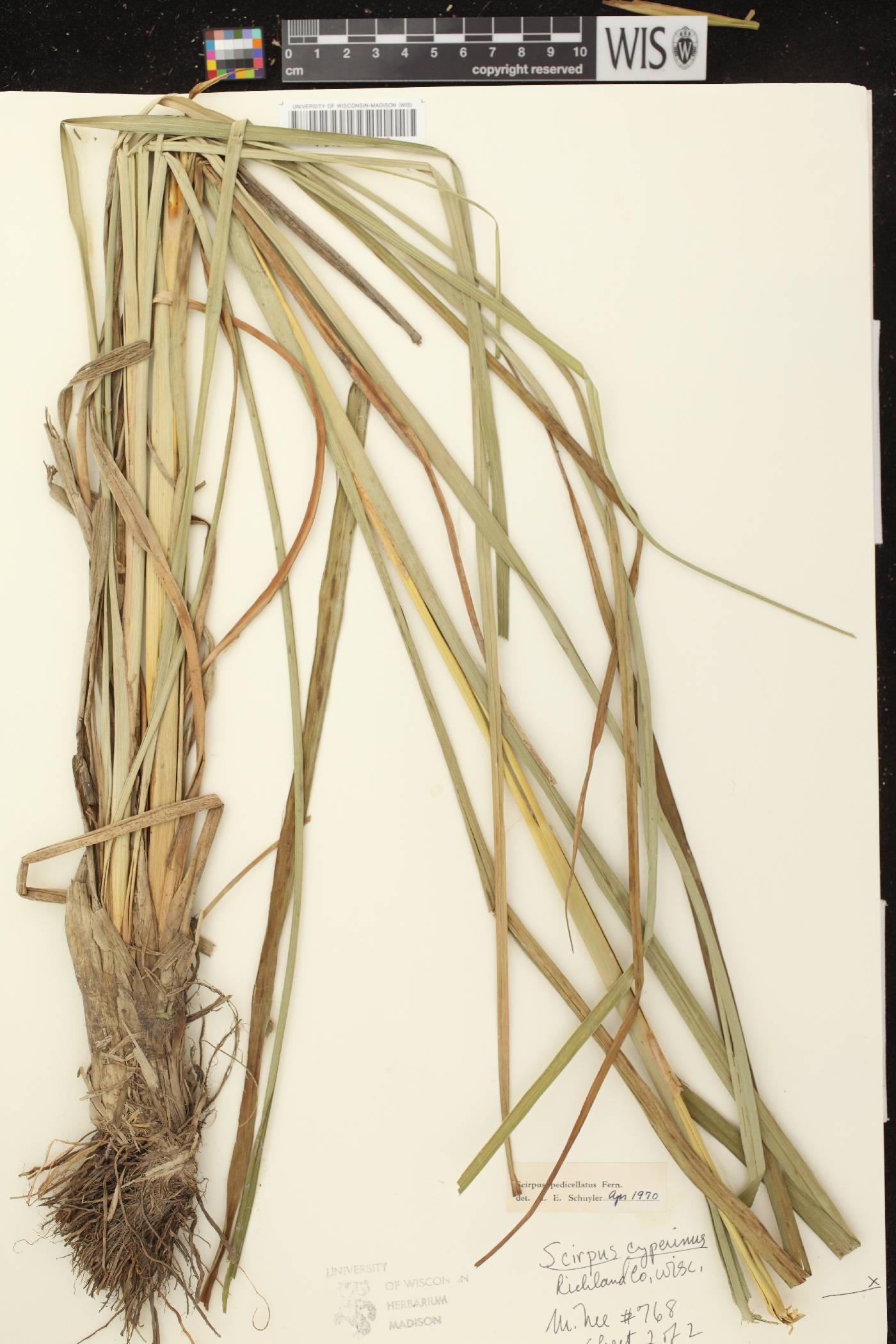 Scirpus pedicellatus image
