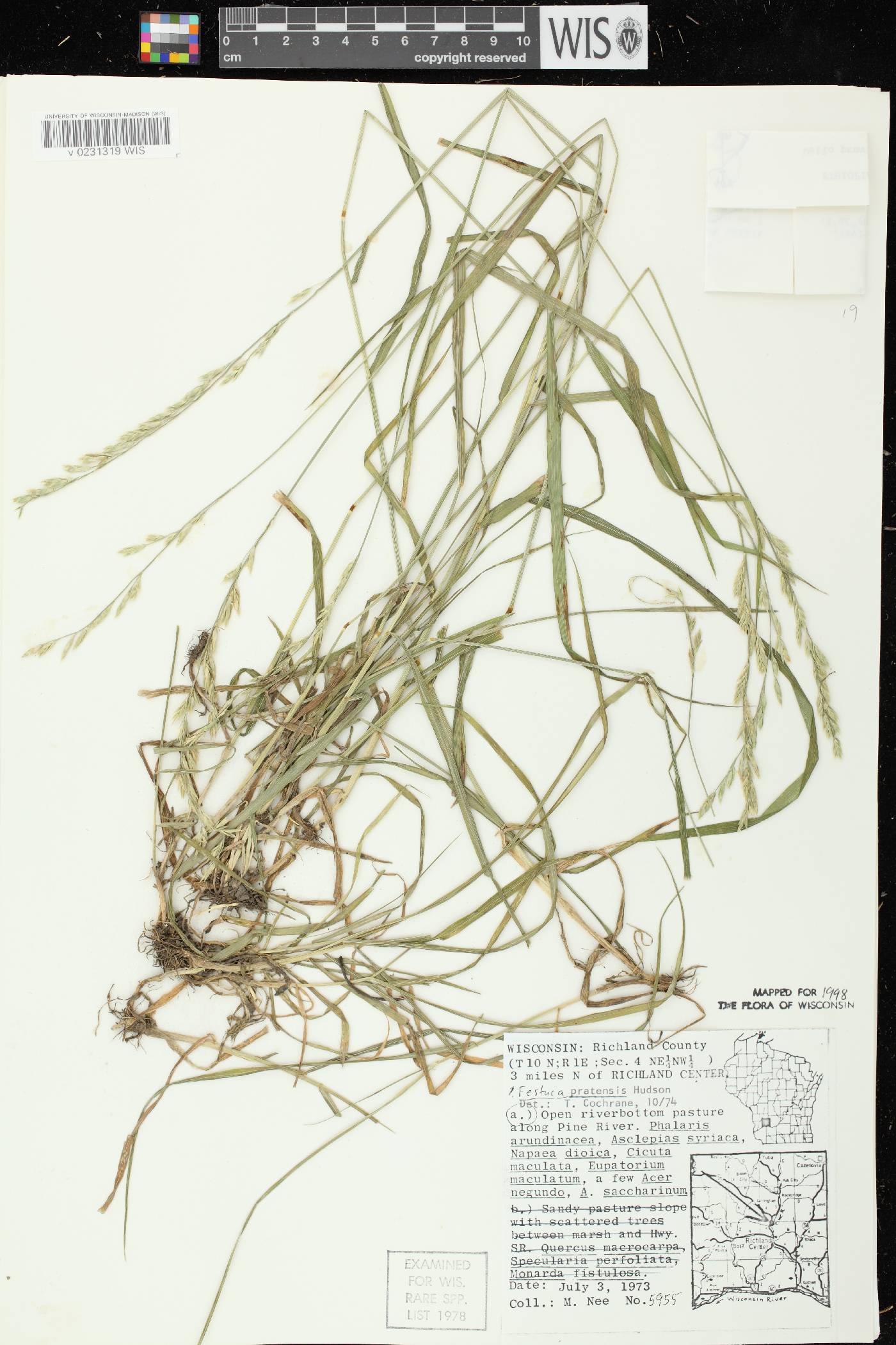 Lolium pratense image