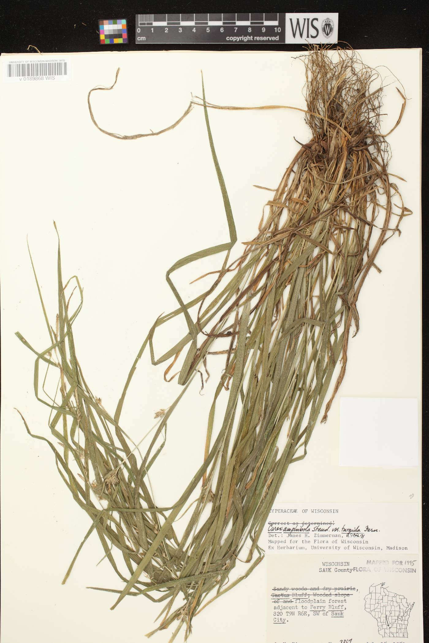Carex grisea image
