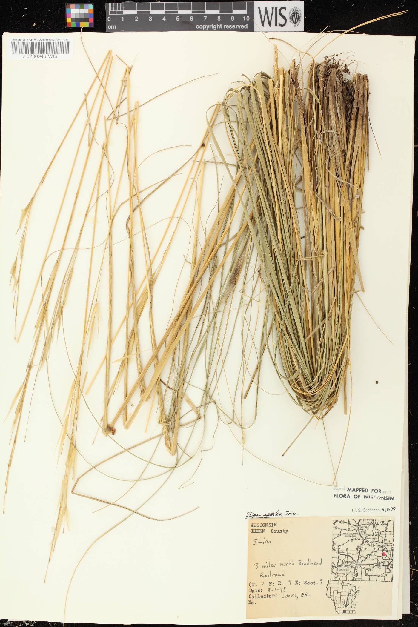 Hesperostipa spartea image