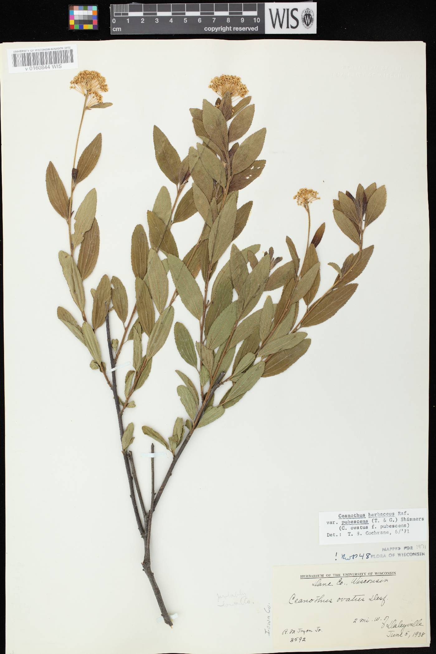 Ceanothus herbaceus image