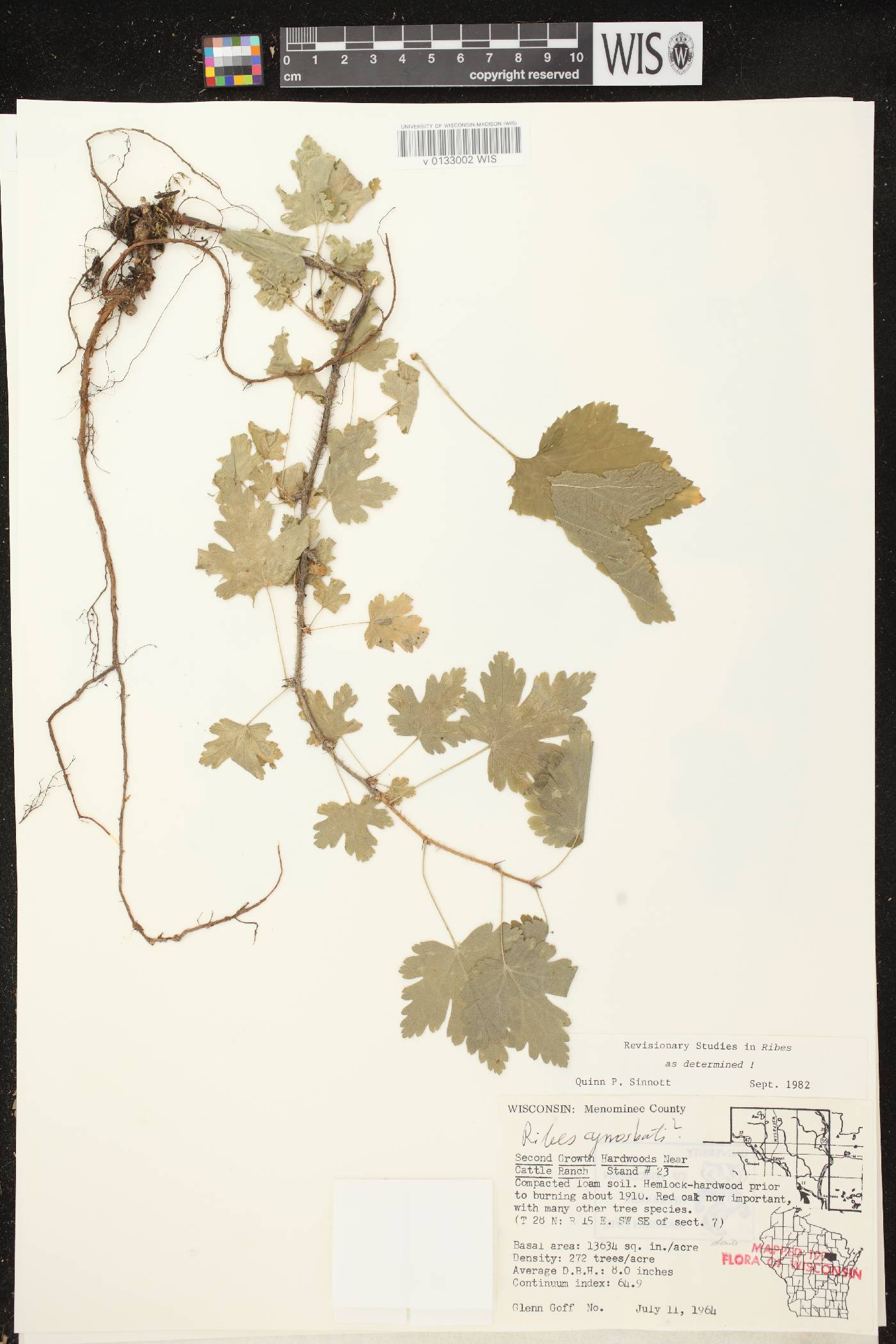 Ribes cynosbati image