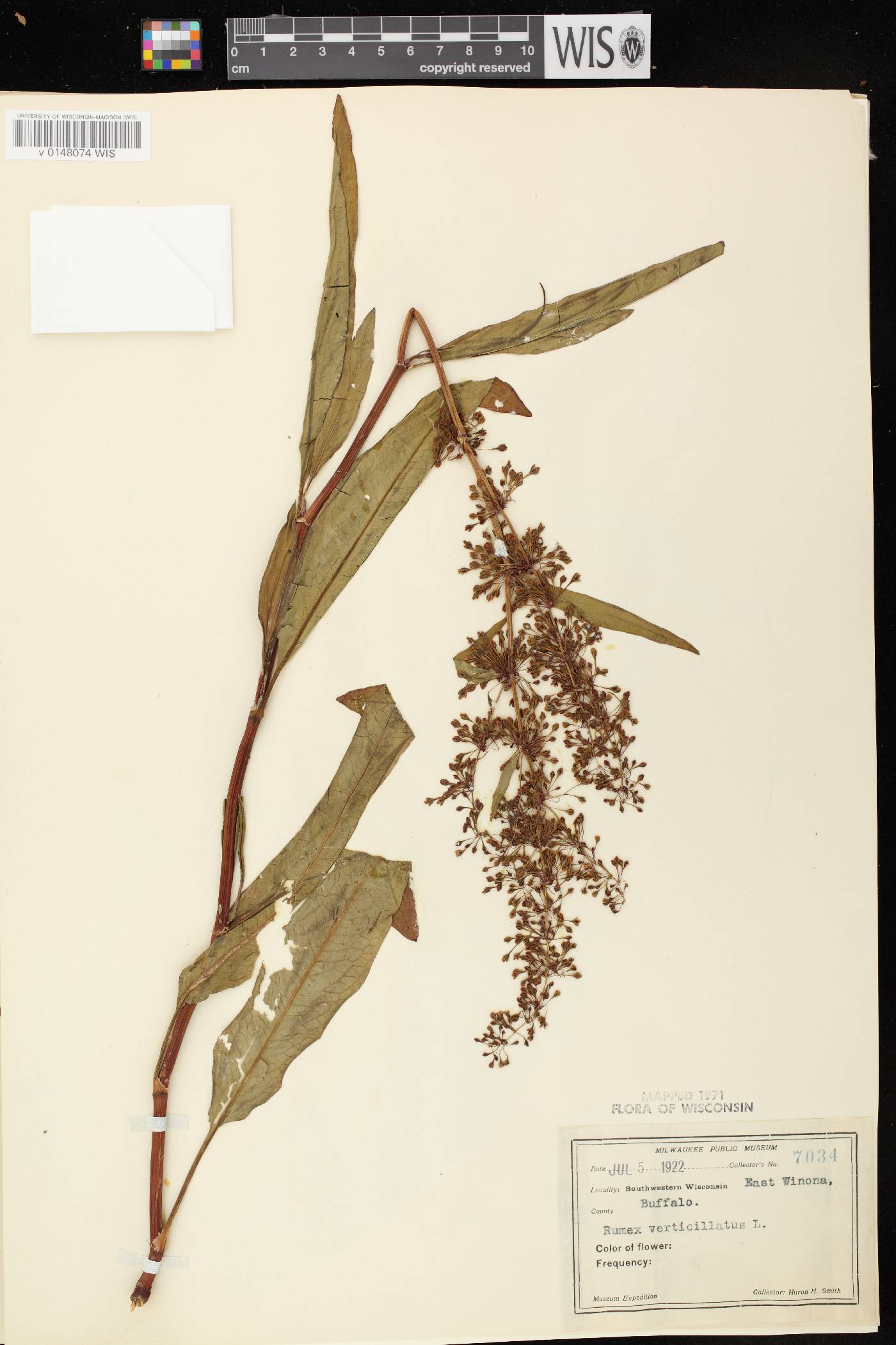 Rumex verticillatus image