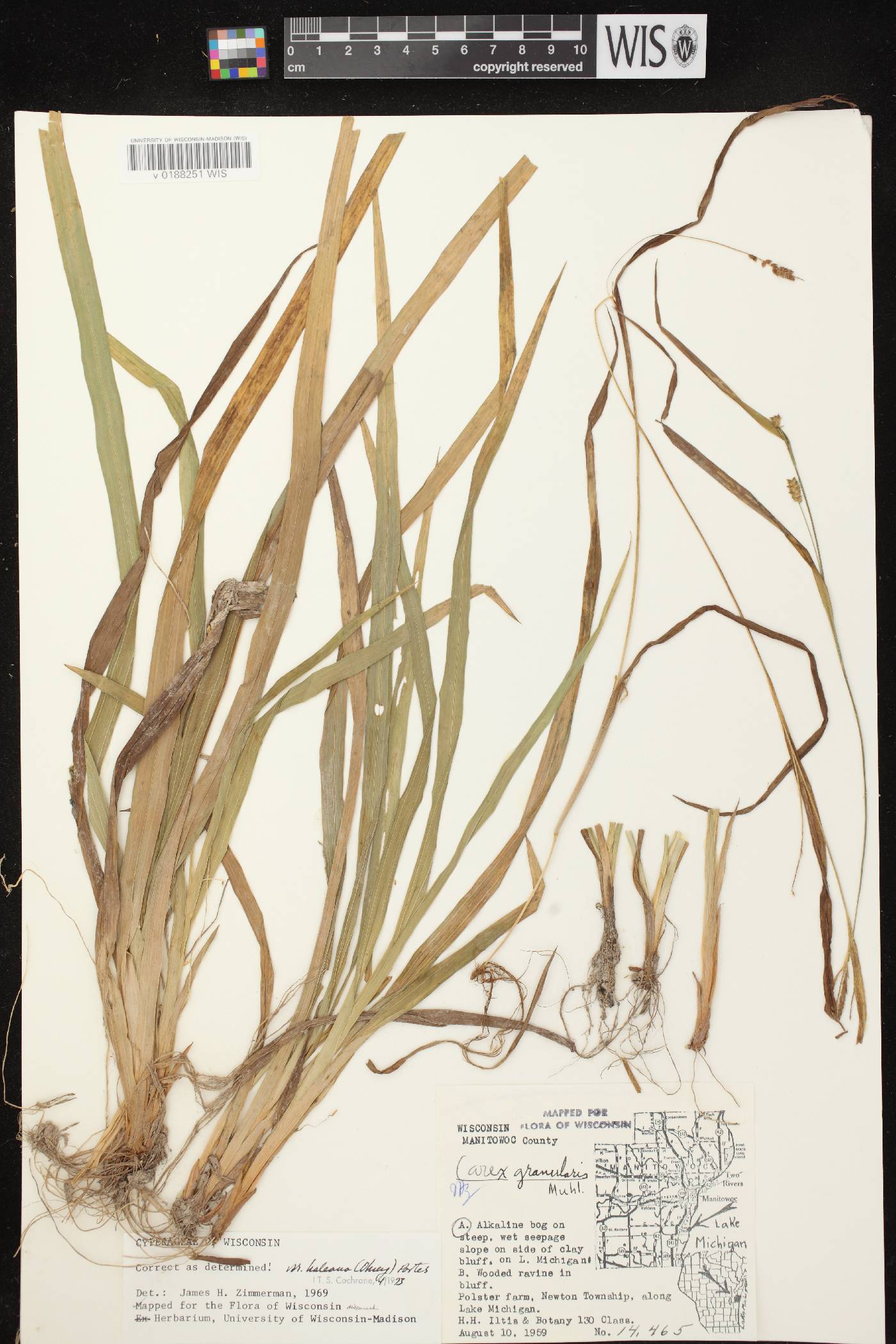 Carex granularis image
