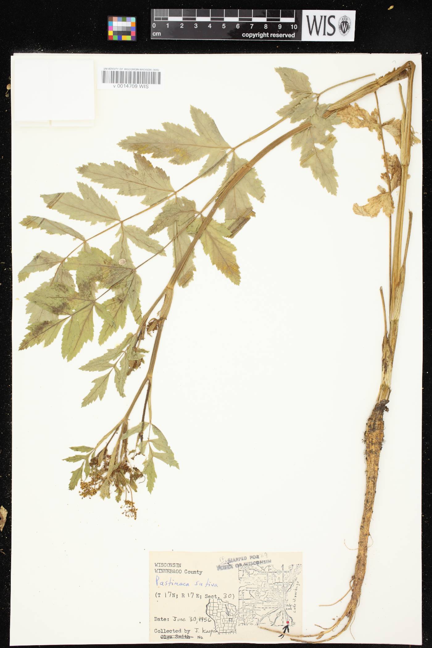 Pastinaca sativa image