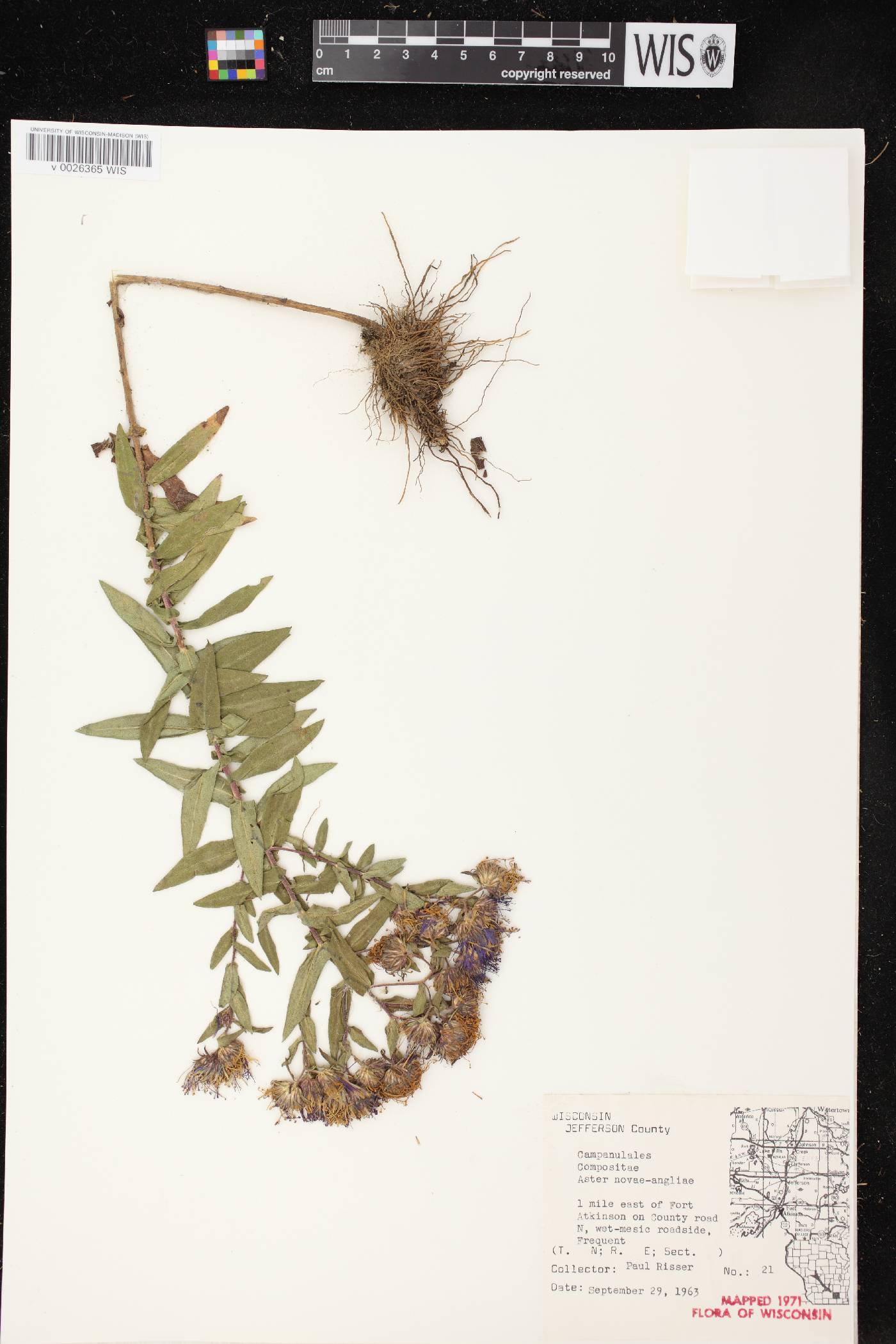 Symphyotrichum novae-angliae image