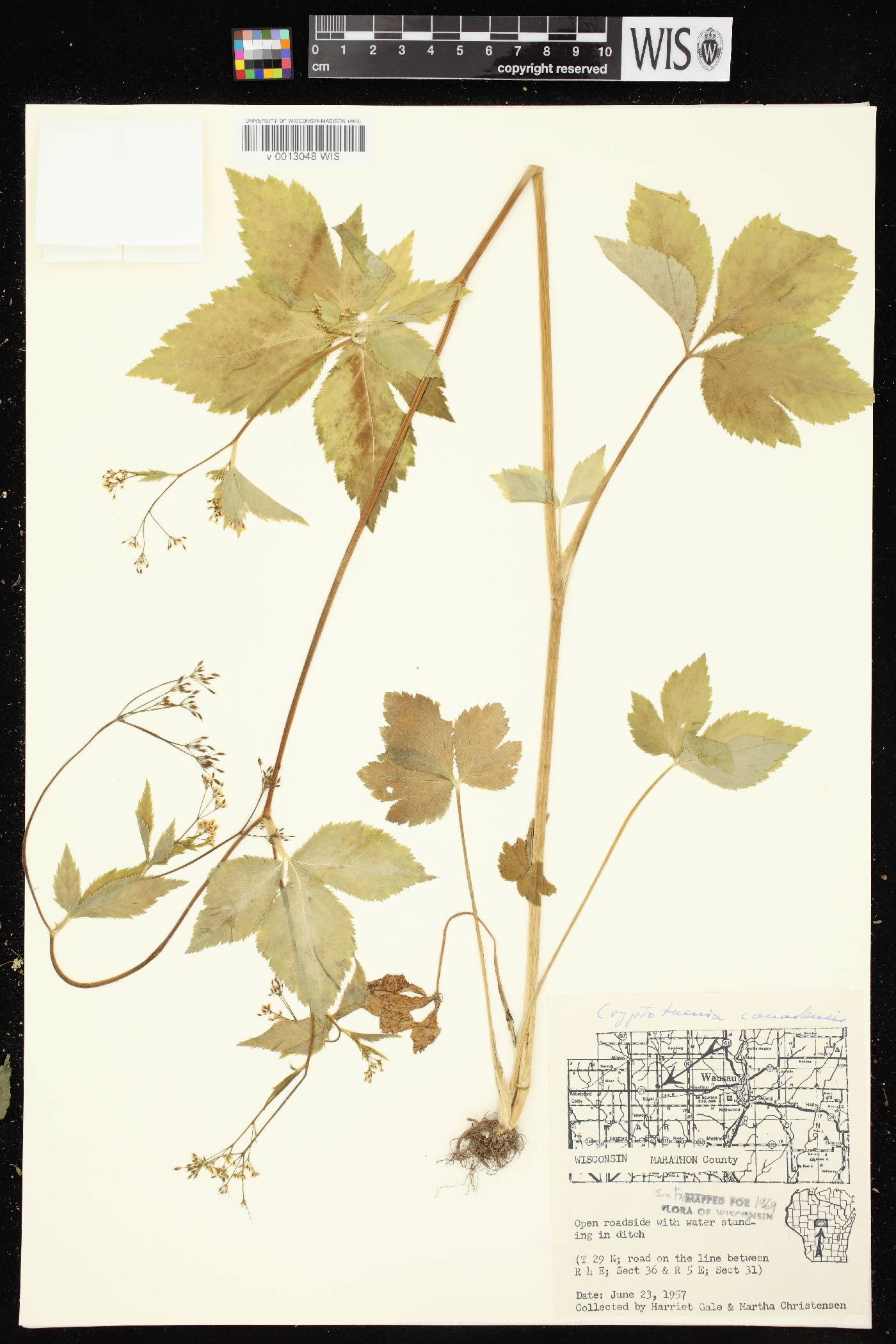 Cryptotaenia canadensis image