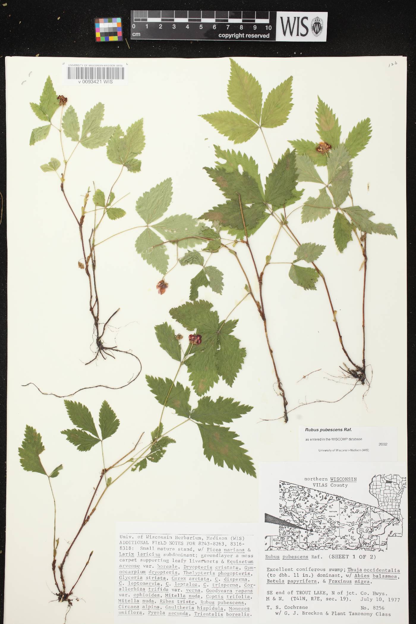 Rubus pubescens image