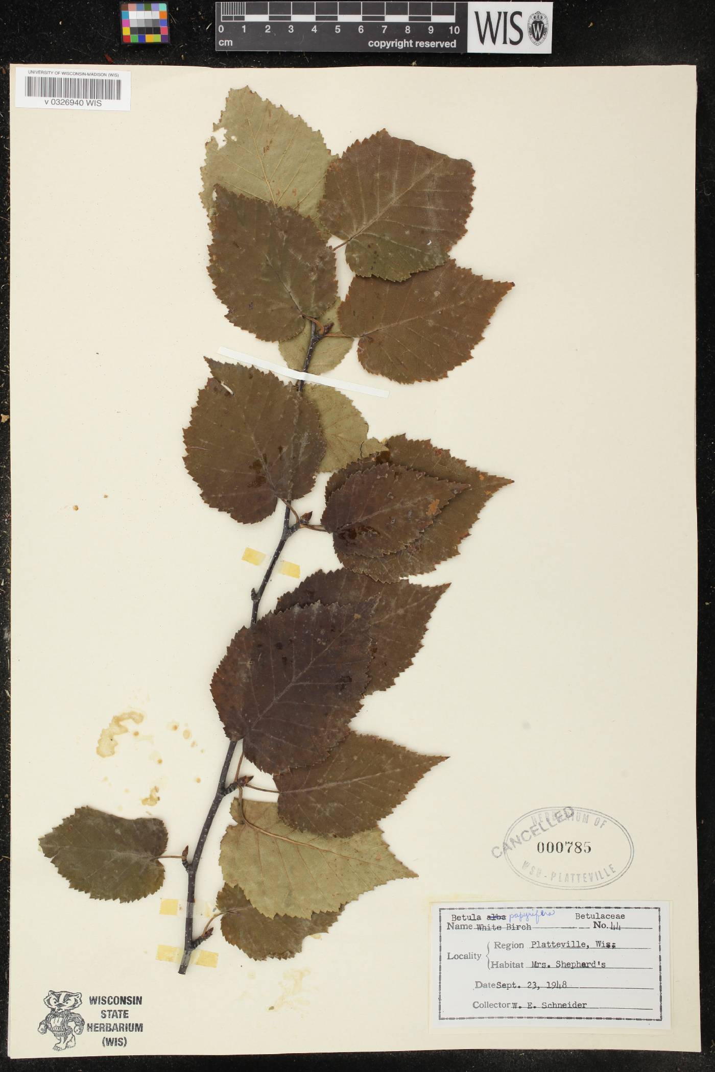 Betula papyrifera image
