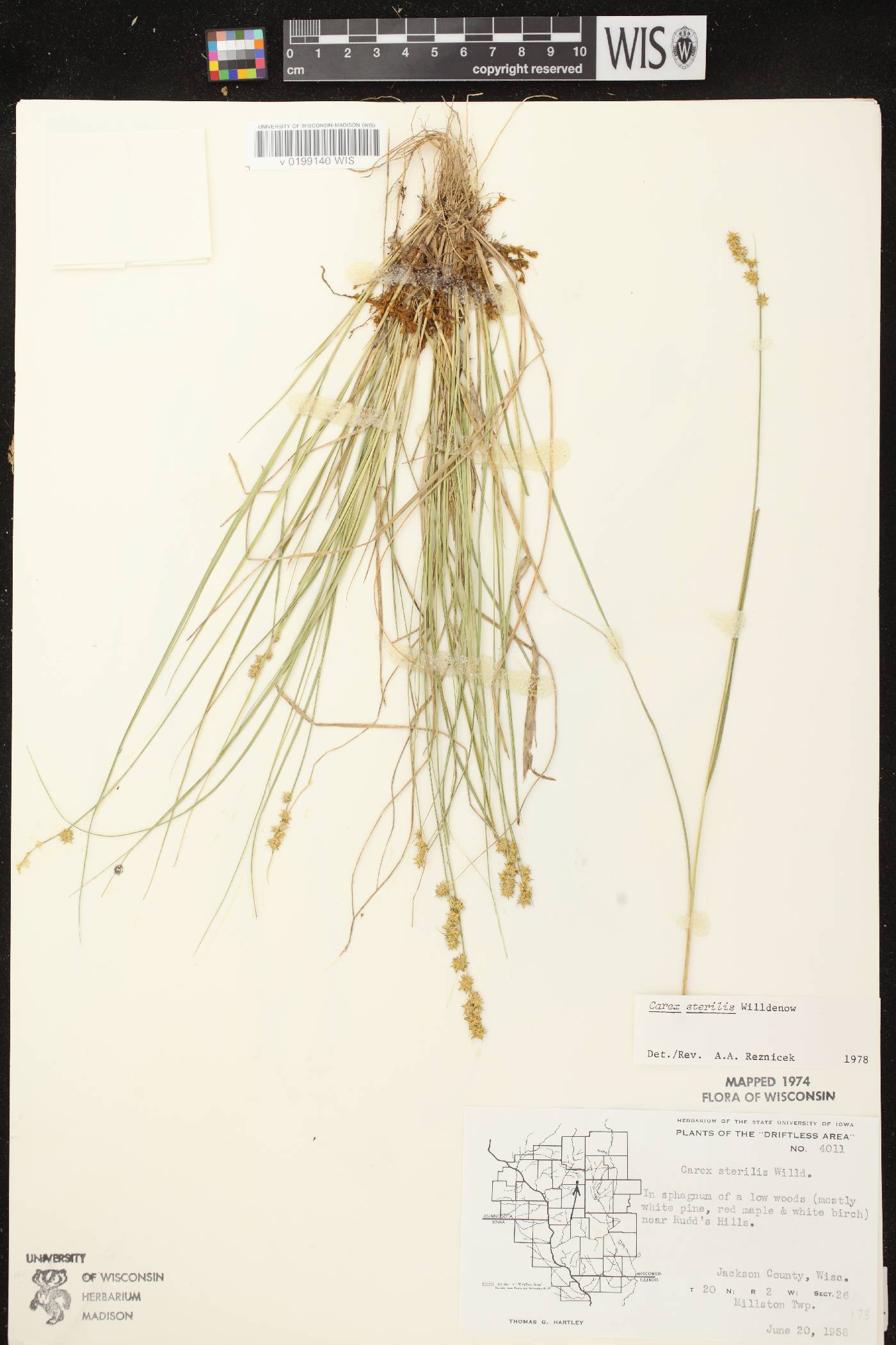 Carex sterilis image
