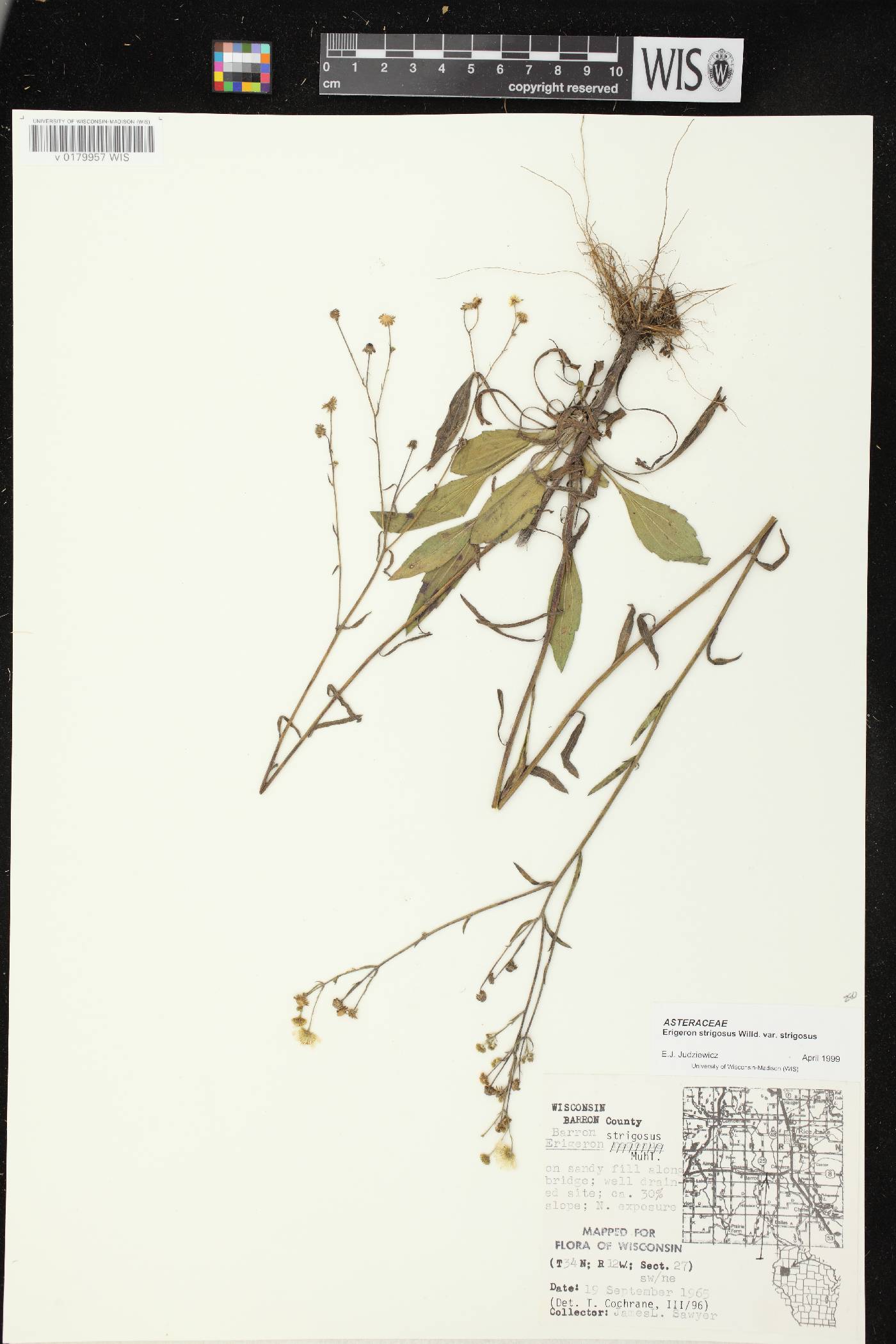 Erigeron strigosus var. strigosus image