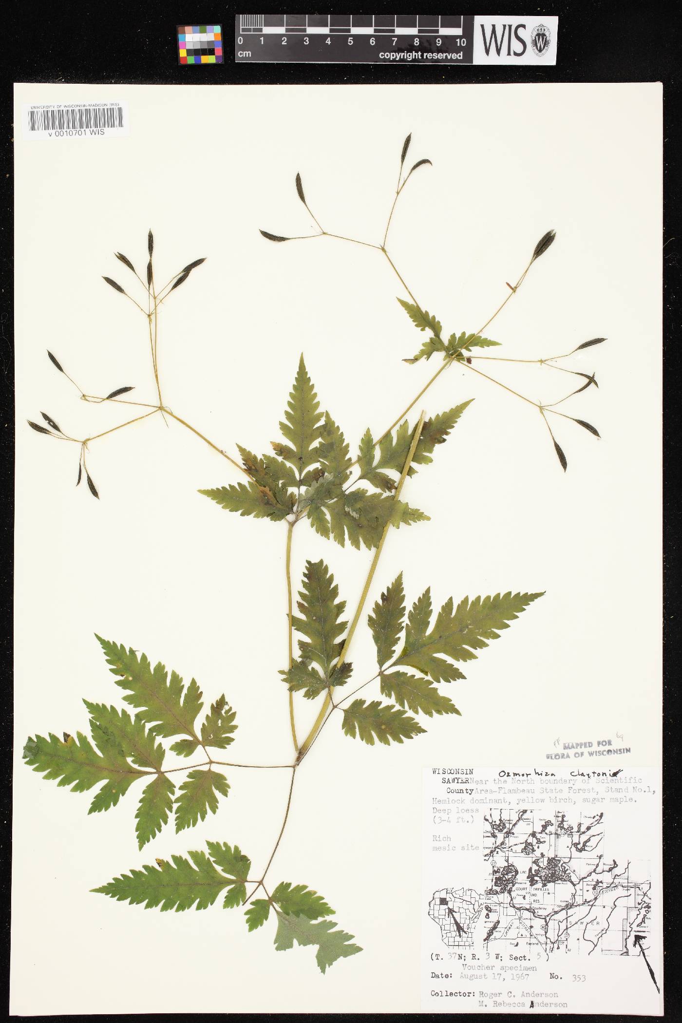 Osmorhiza claytonii image