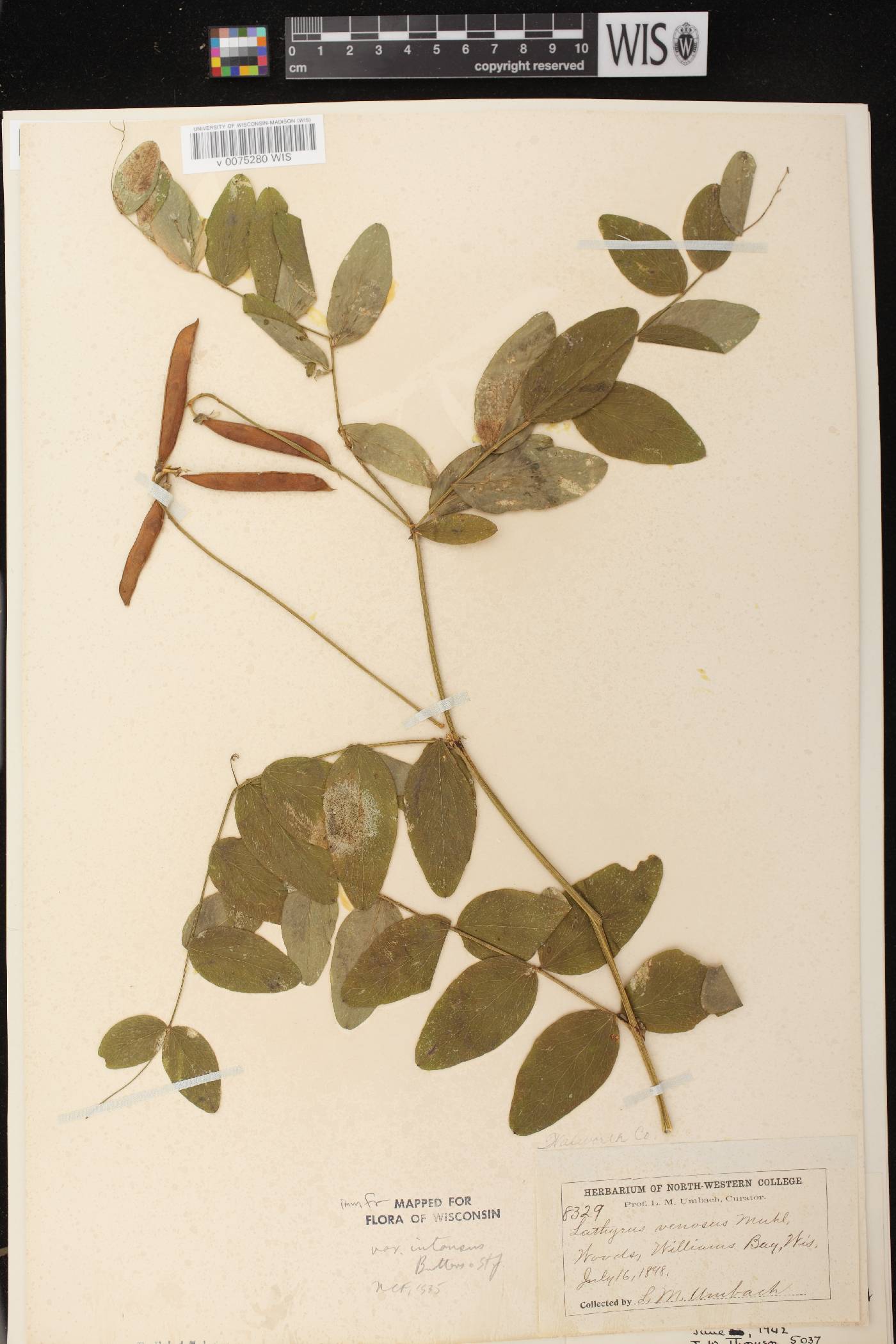 Lathyrus venosus image