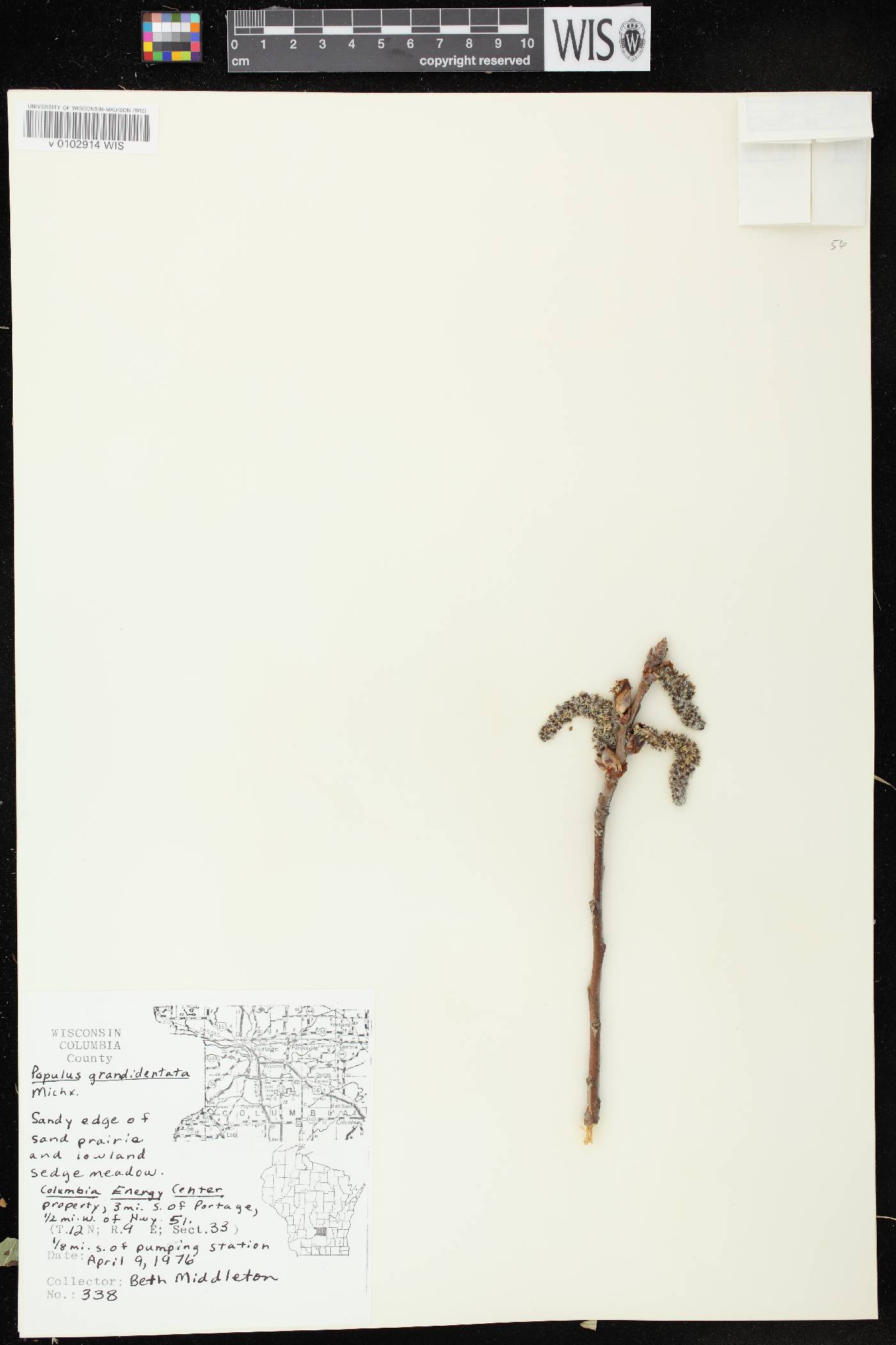Populus grandidentata image