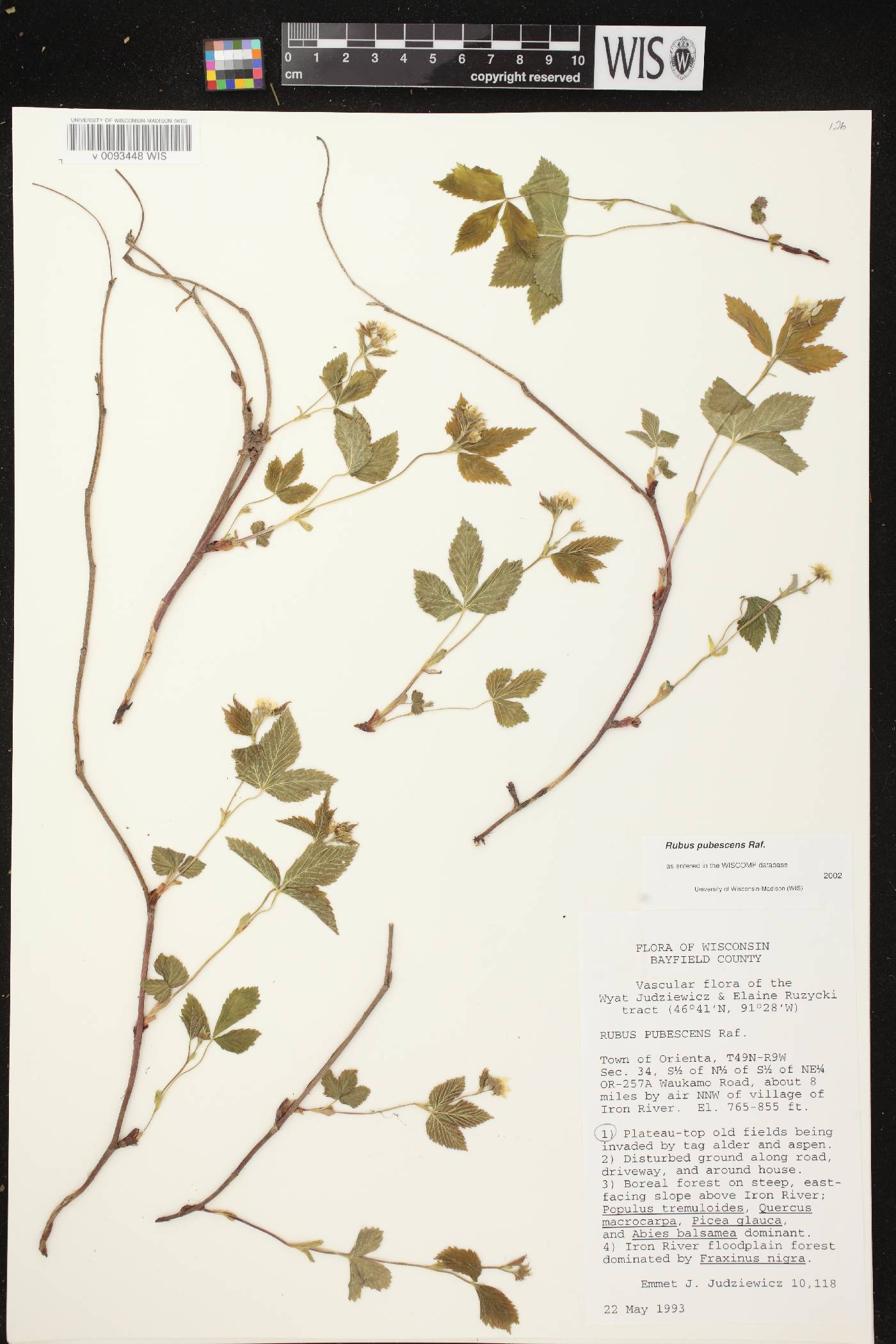 Rubus pubescens image