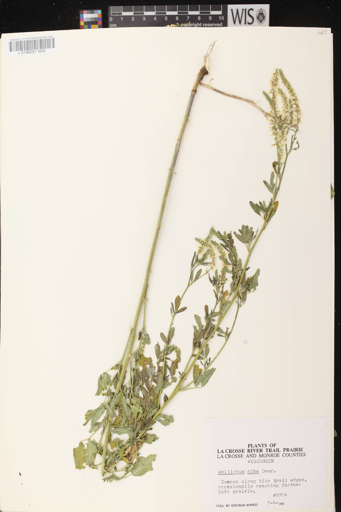 Melilotus albus image