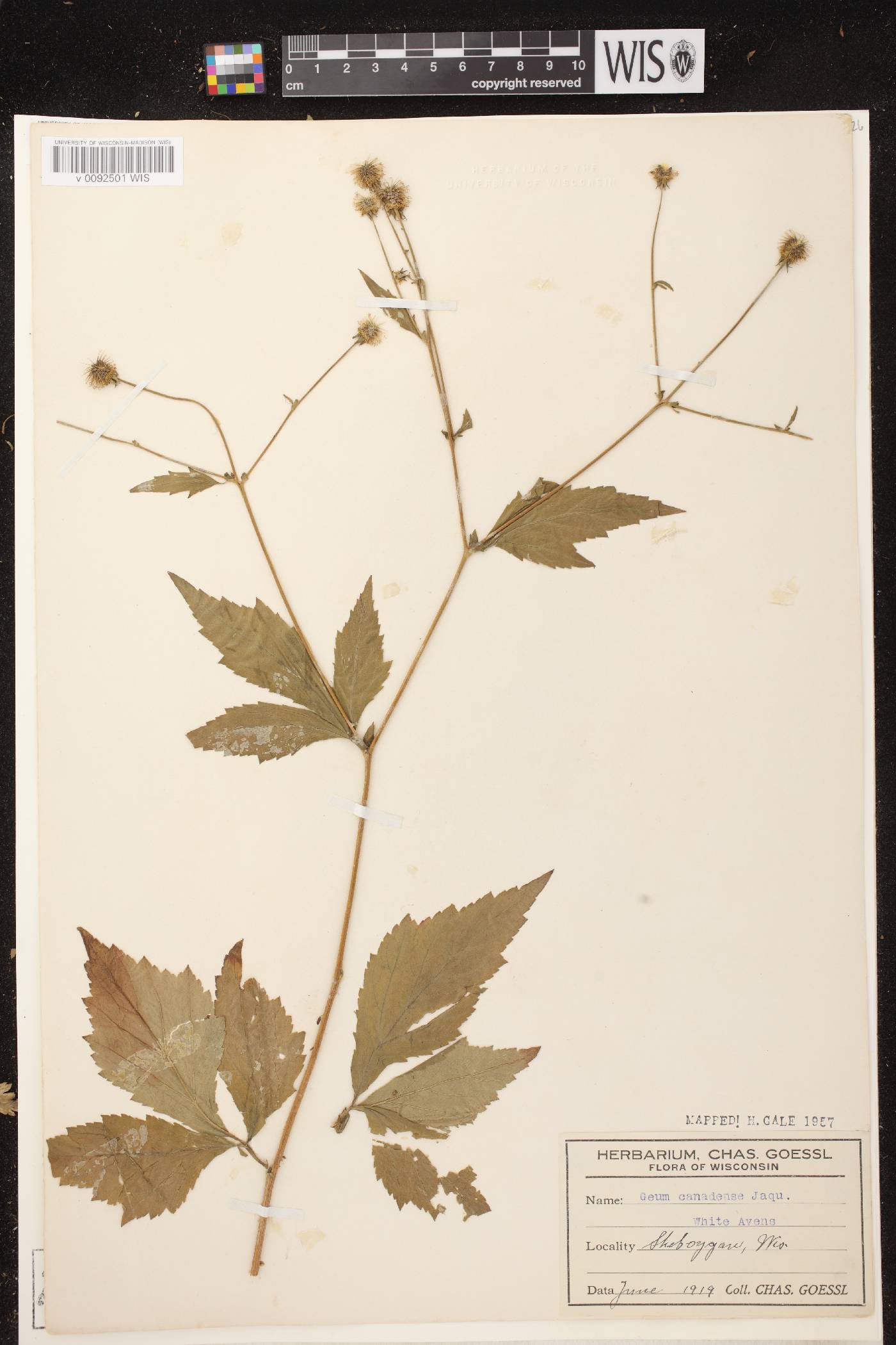 Geum canadense image