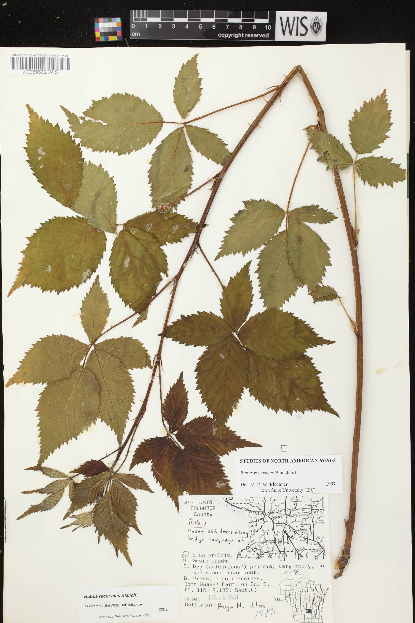 Rubus pensilvanicus image