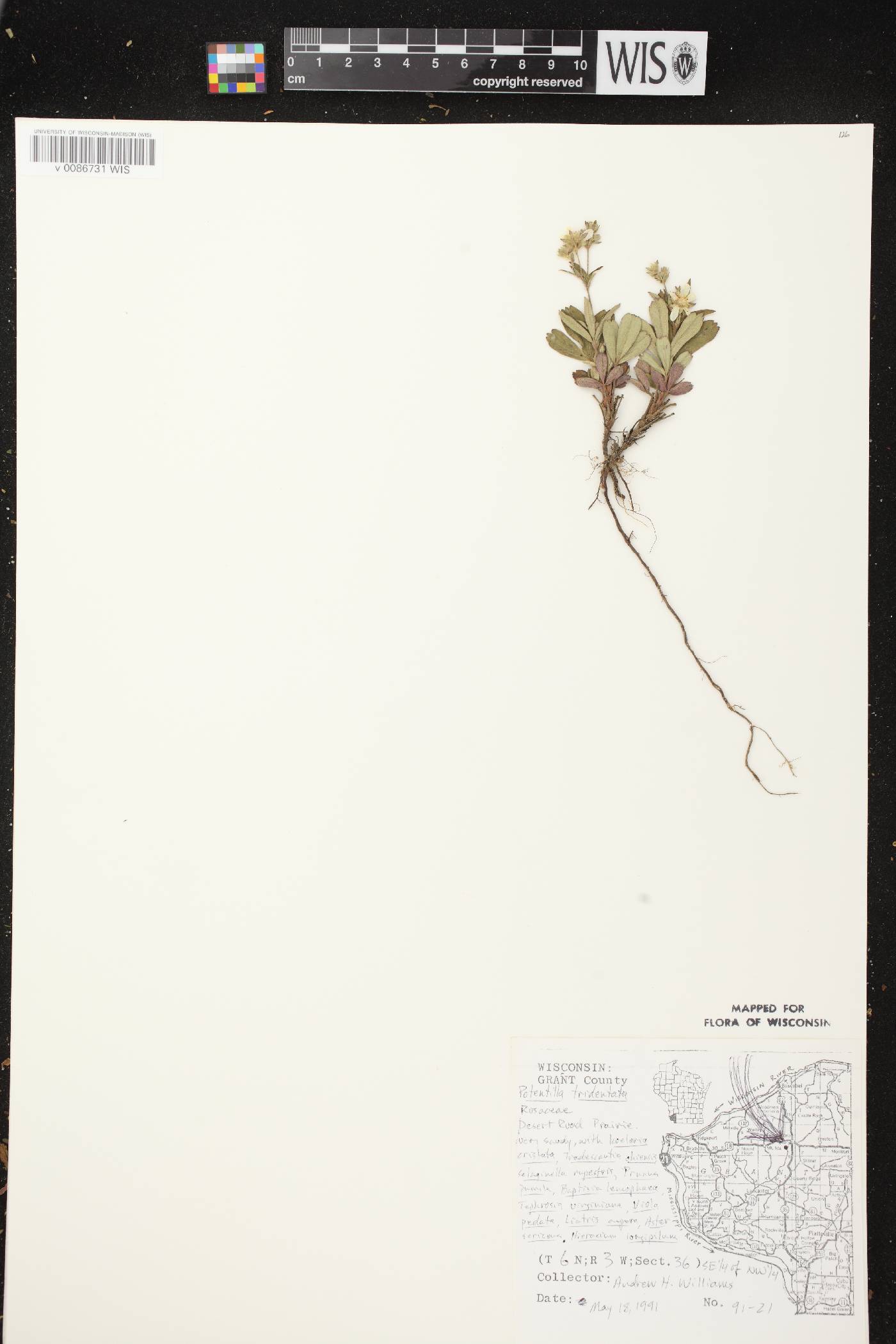 Sibbaldiopsis tridentata image