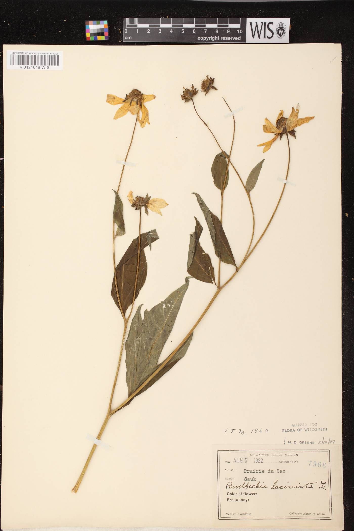 Rudbeckia laciniata image