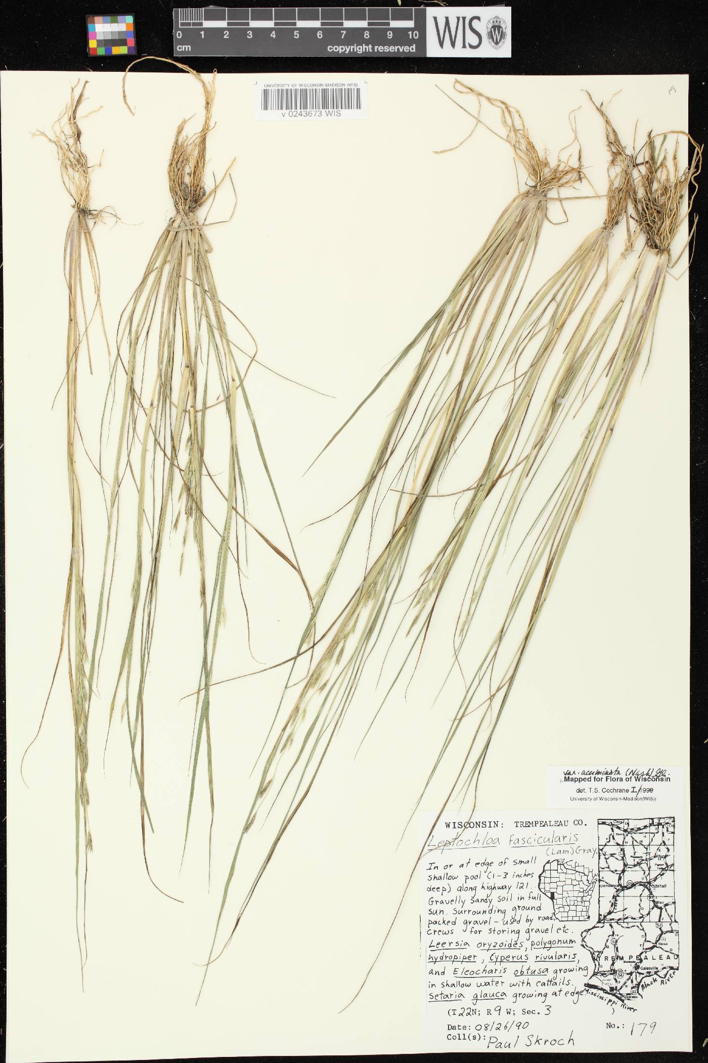 Diplachne fusca subsp. fascicularis image