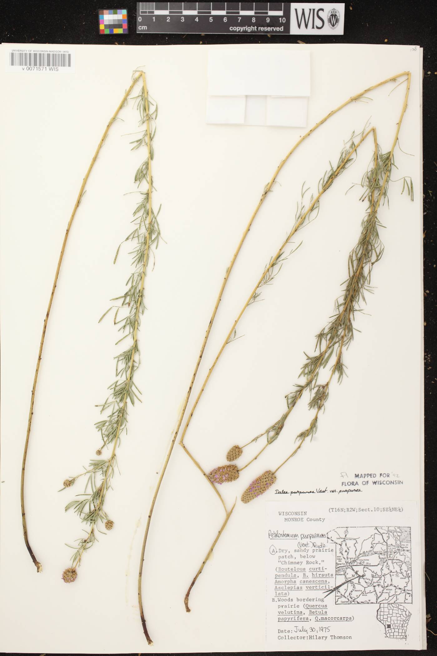 Dalea purpurea image