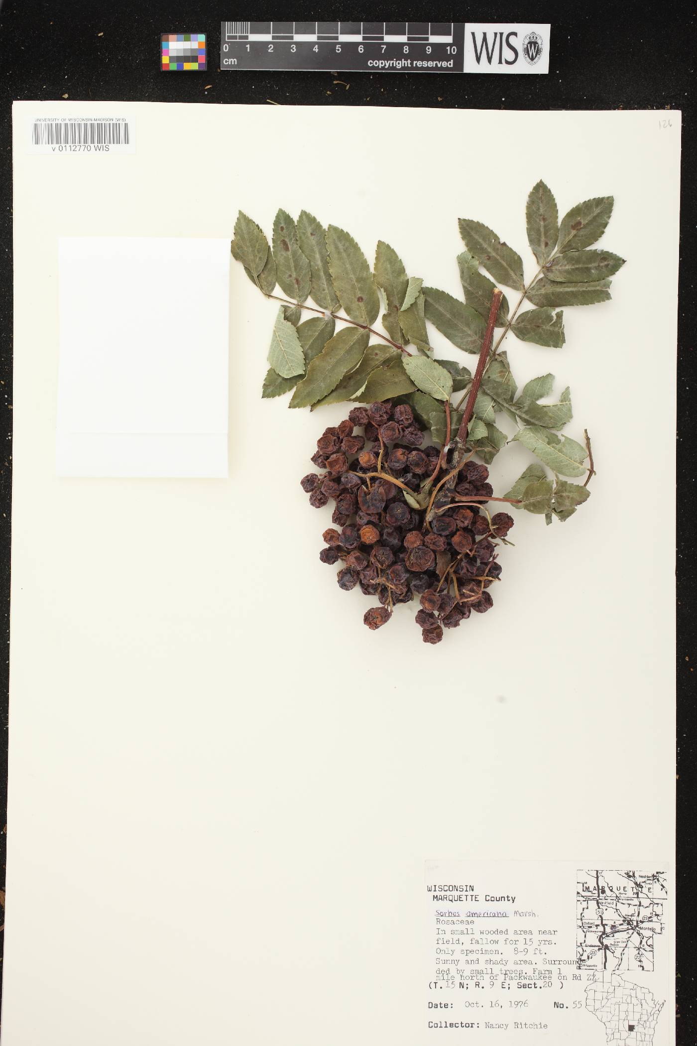 Sorbus americana image