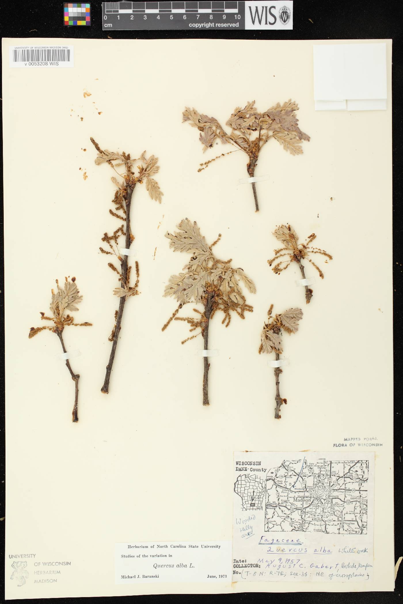Quercus alba image