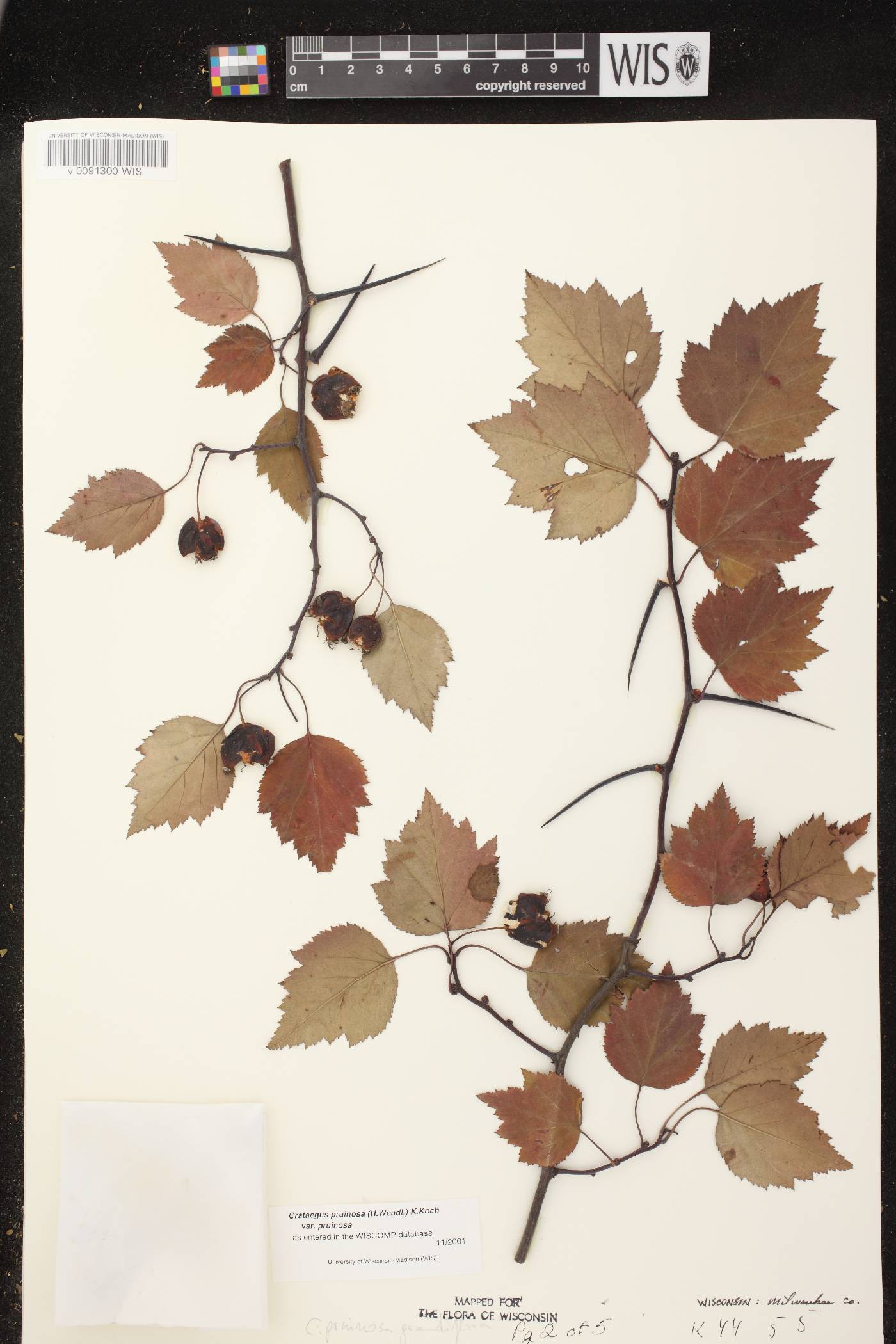 Crataegus pruinosa var. pruinosa image