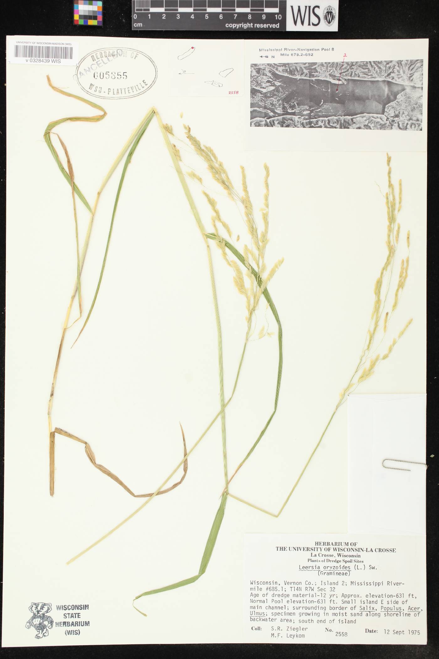 Leersia oryzoides image