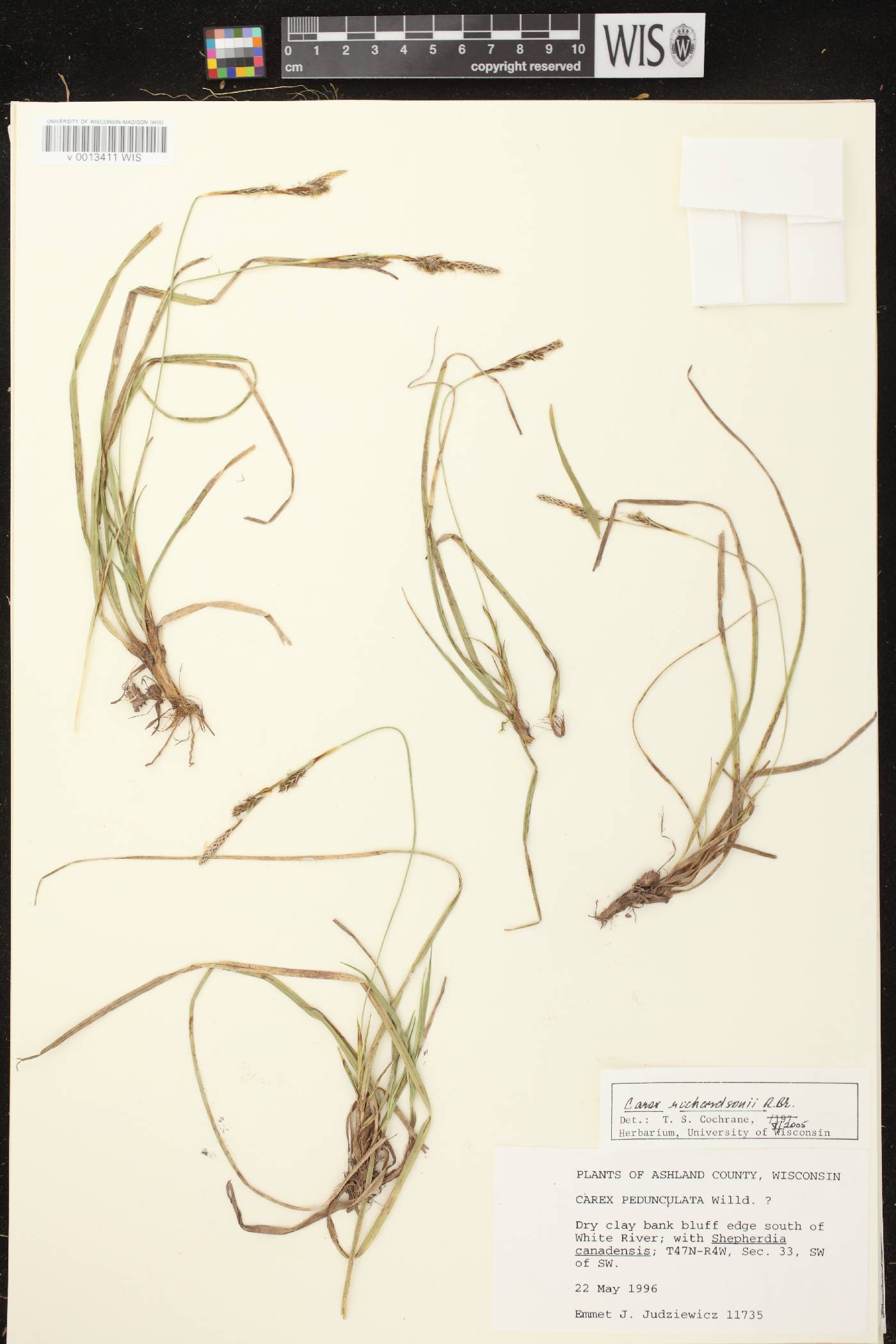 Carex richardsonii image
