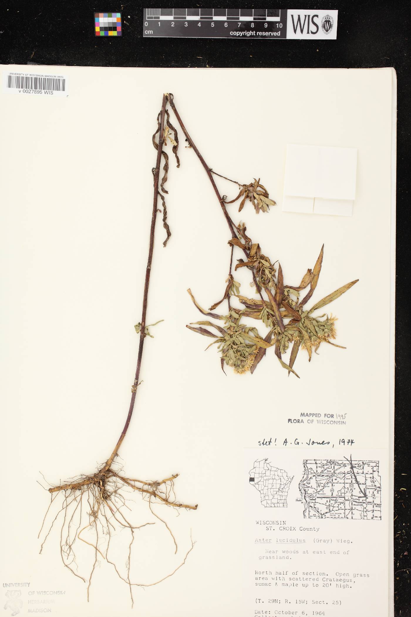Symphyotrichum firmum image